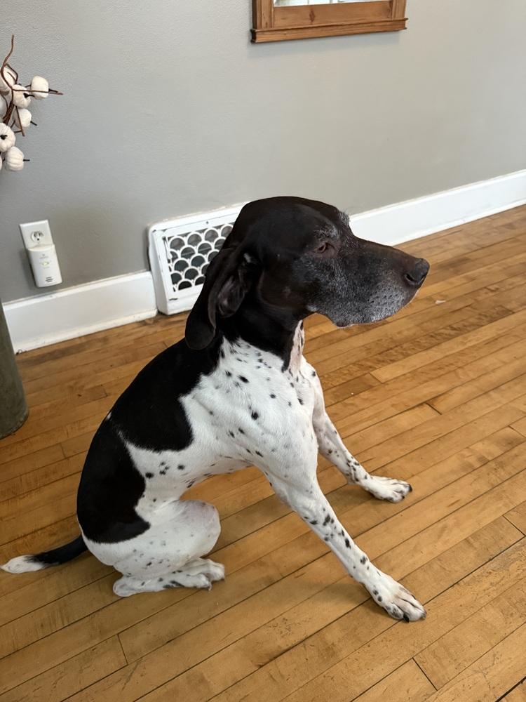 Enlarge Bella, a Adopted German Shorthaired Pointer in Cottage Grove, WI image 2/4