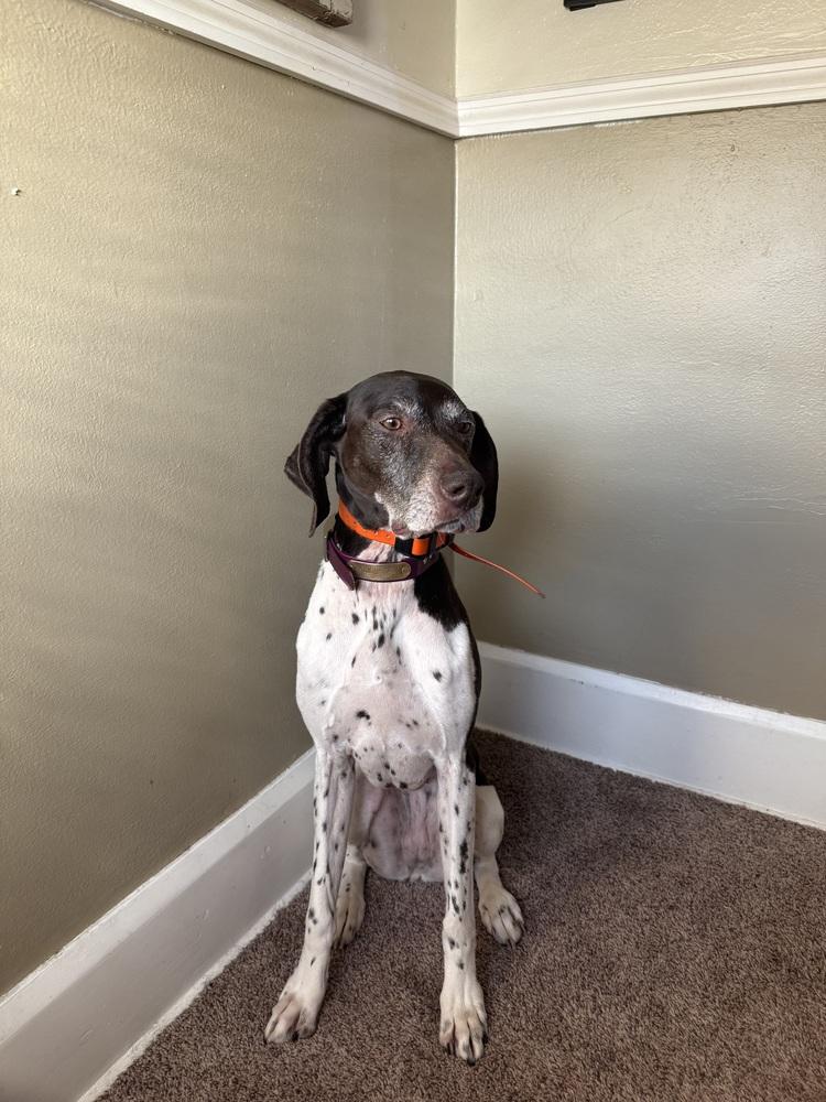 Enlarge Bella, a Adopted German Shorthaired Pointer in Cottage Grove, WI image 3/4