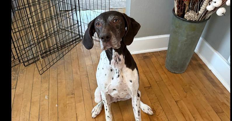 Enlarge Bella, a Adopted German Shorthaired Pointer in Cottage Grove, WI image 4/4