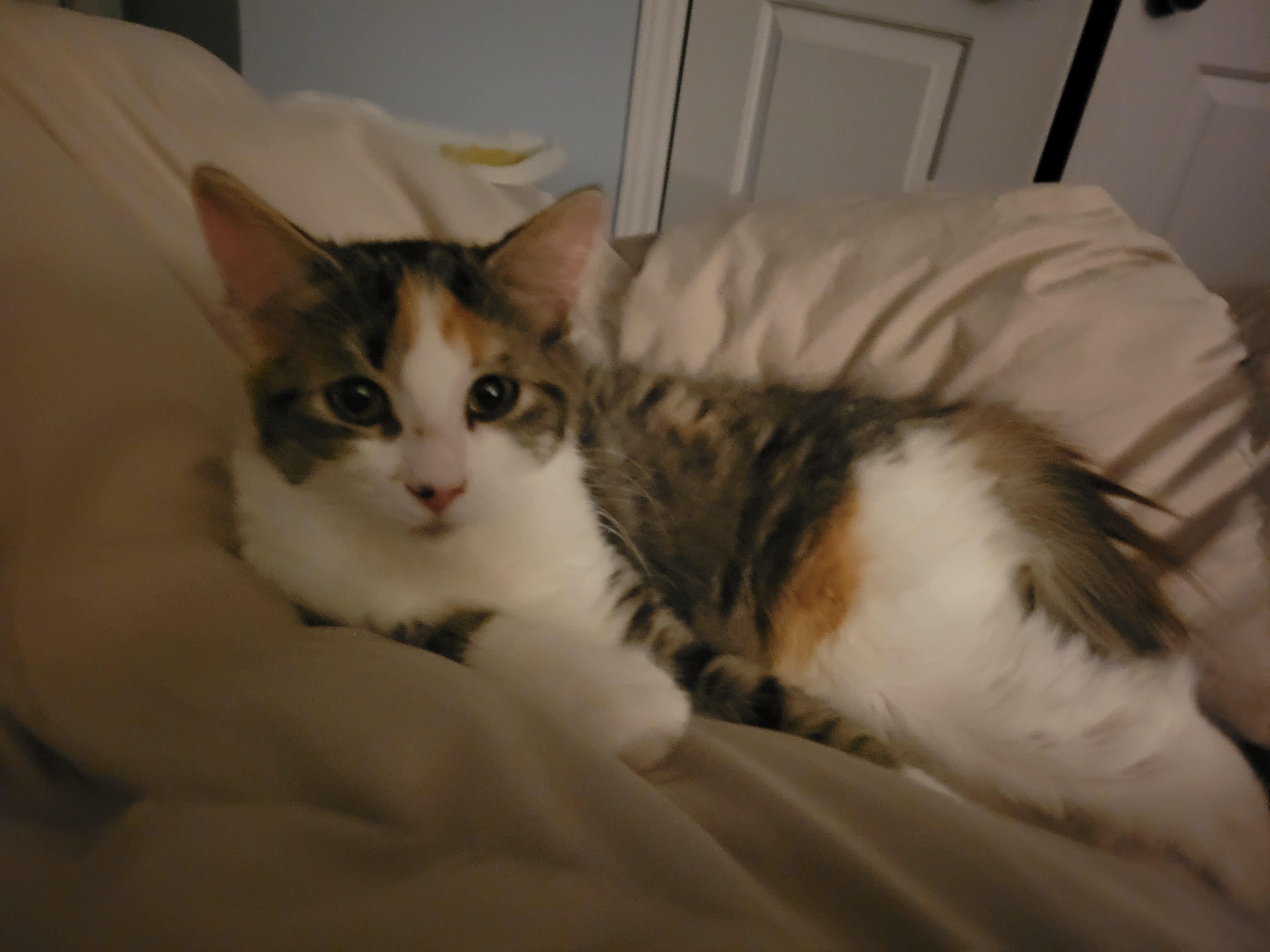 Enlarge Courgette, a Adoptable Domestic Long Hair in Wakefield, QC image 2/6