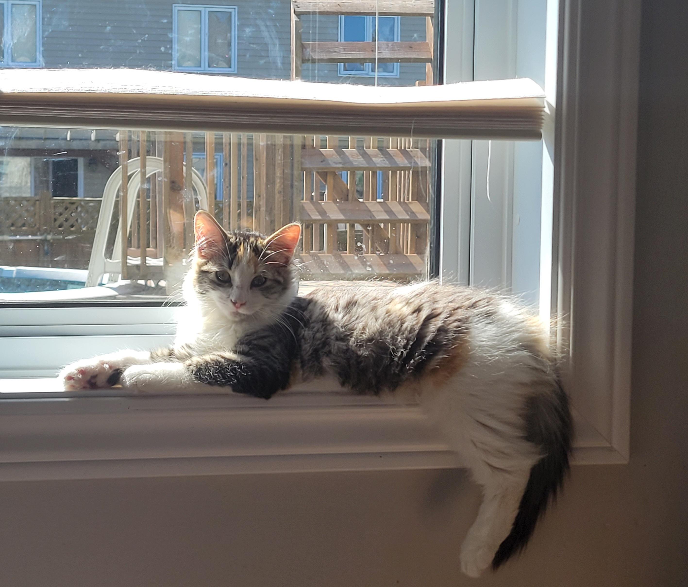 Enlarge Courgette, a Adoptable Domestic Long Hair in Wakefield, QC image 4/6