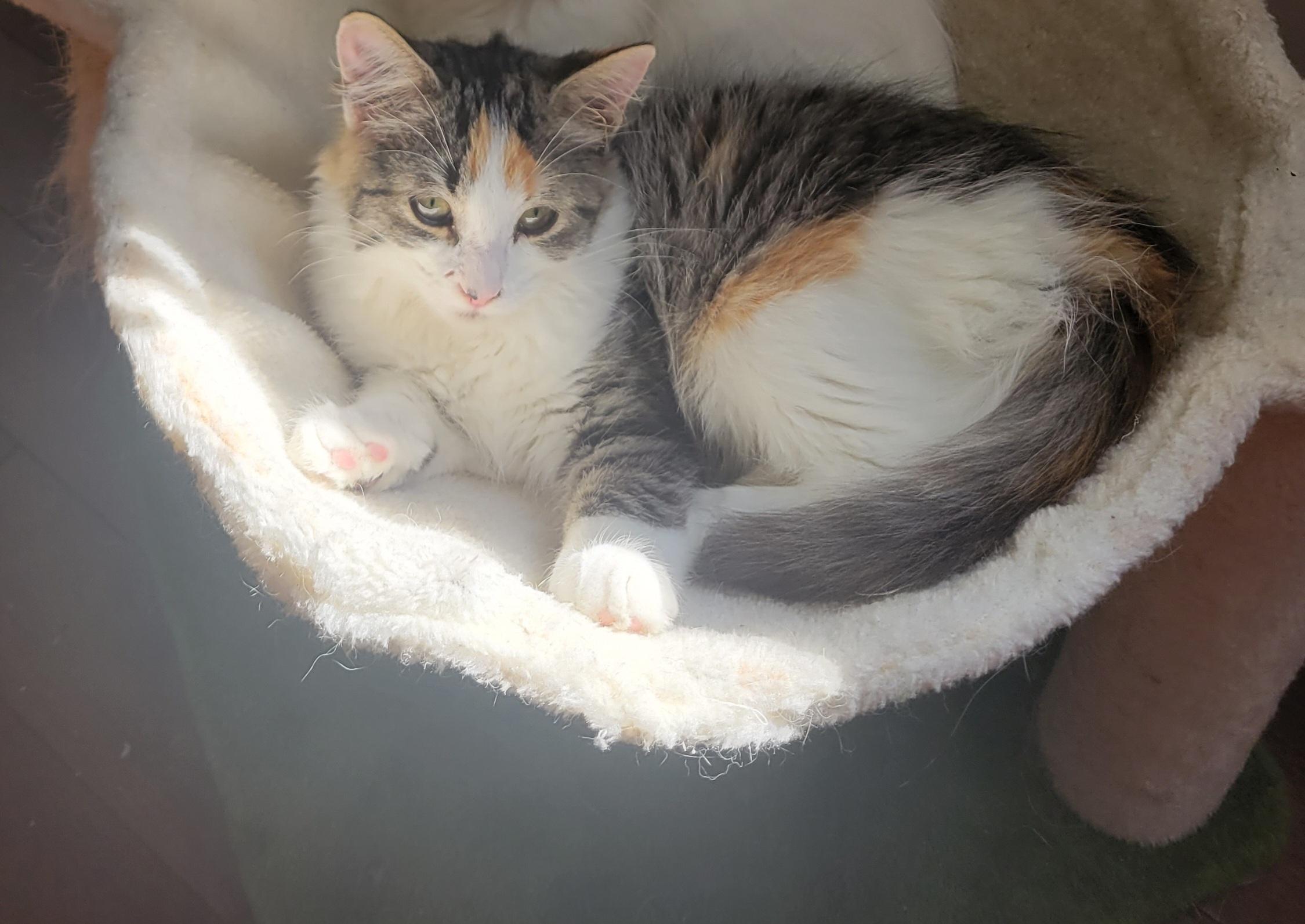 Enlarge Courgette, a Adoptable Domestic Long Hair in Wakefield, QC image 5/6