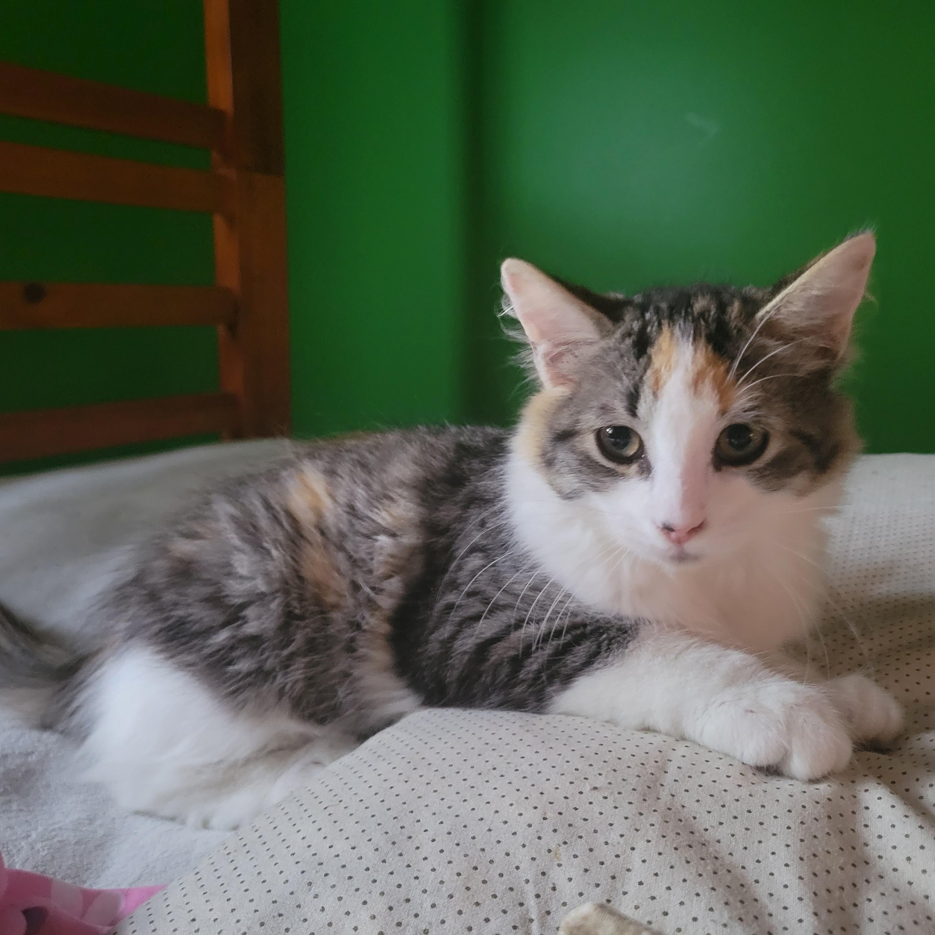 Enlarge Courgette, a Adoptable Domestic Long Hair in Wakefield, QC image 1/6