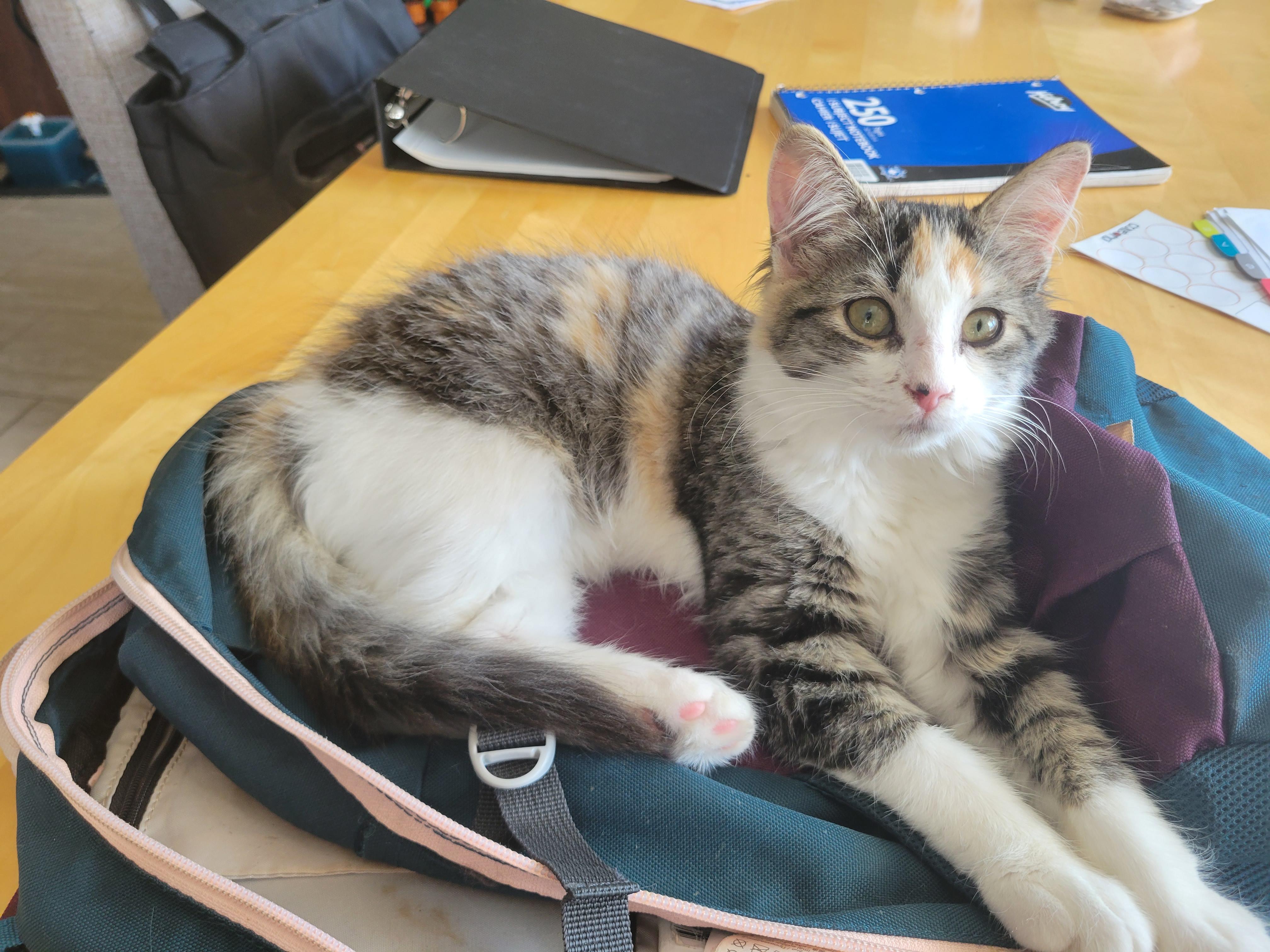 Enlarge Courgette, a Adoptable Domestic Long Hair in Wakefield, QC image 3/6