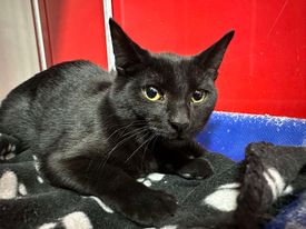 Sopaipilla, Adoptable, Young Female Domestic Long Hair.