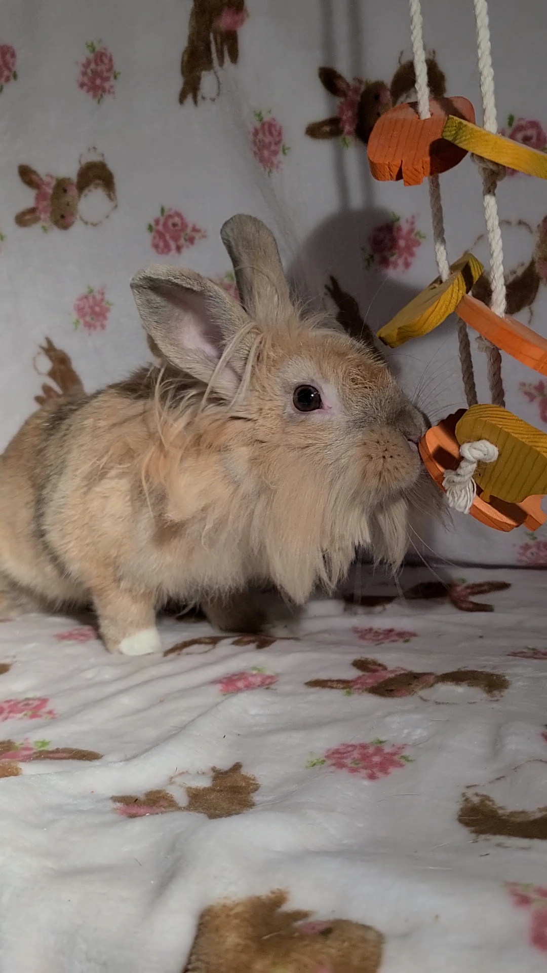 Rabbit for adoption - Maddie, a Lionhead in Waynesboro, VA | Petfinder