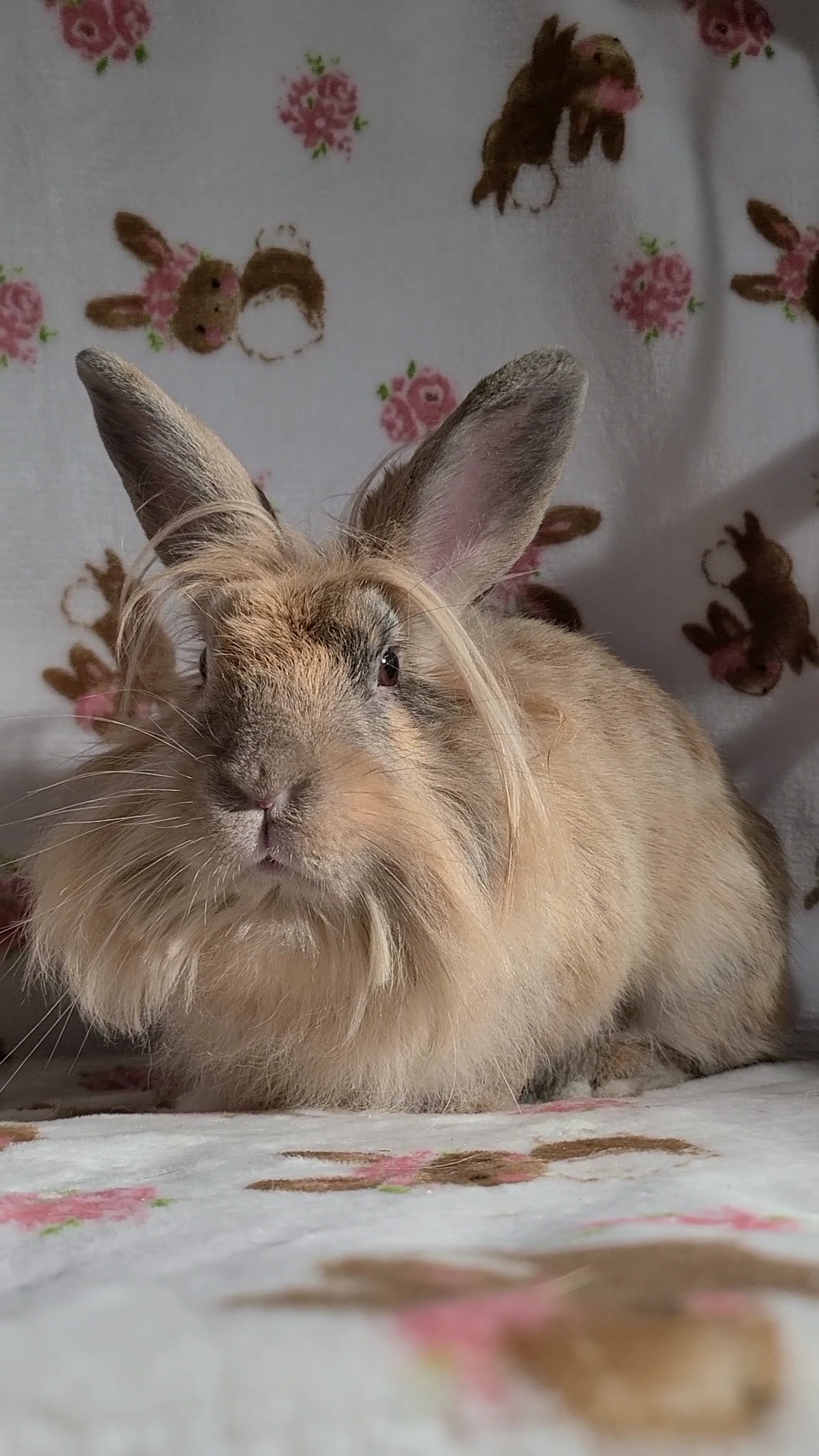 Rabbit for adoption - Maddie, a Lionhead in Waynesboro, VA | Petfinder