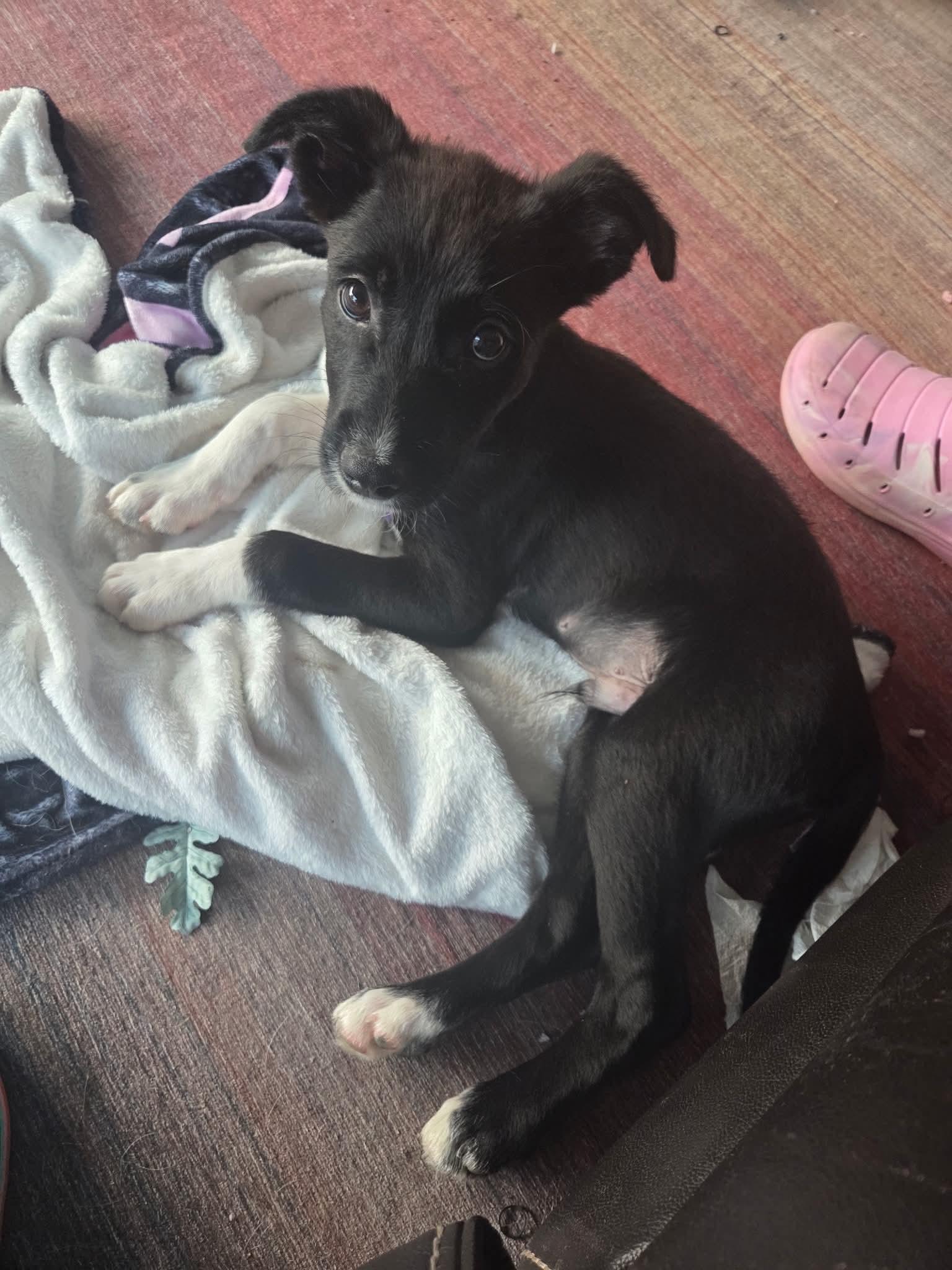 Alfie, a ADOPTABLE mixed breed in South Elgin, IL image 2/4