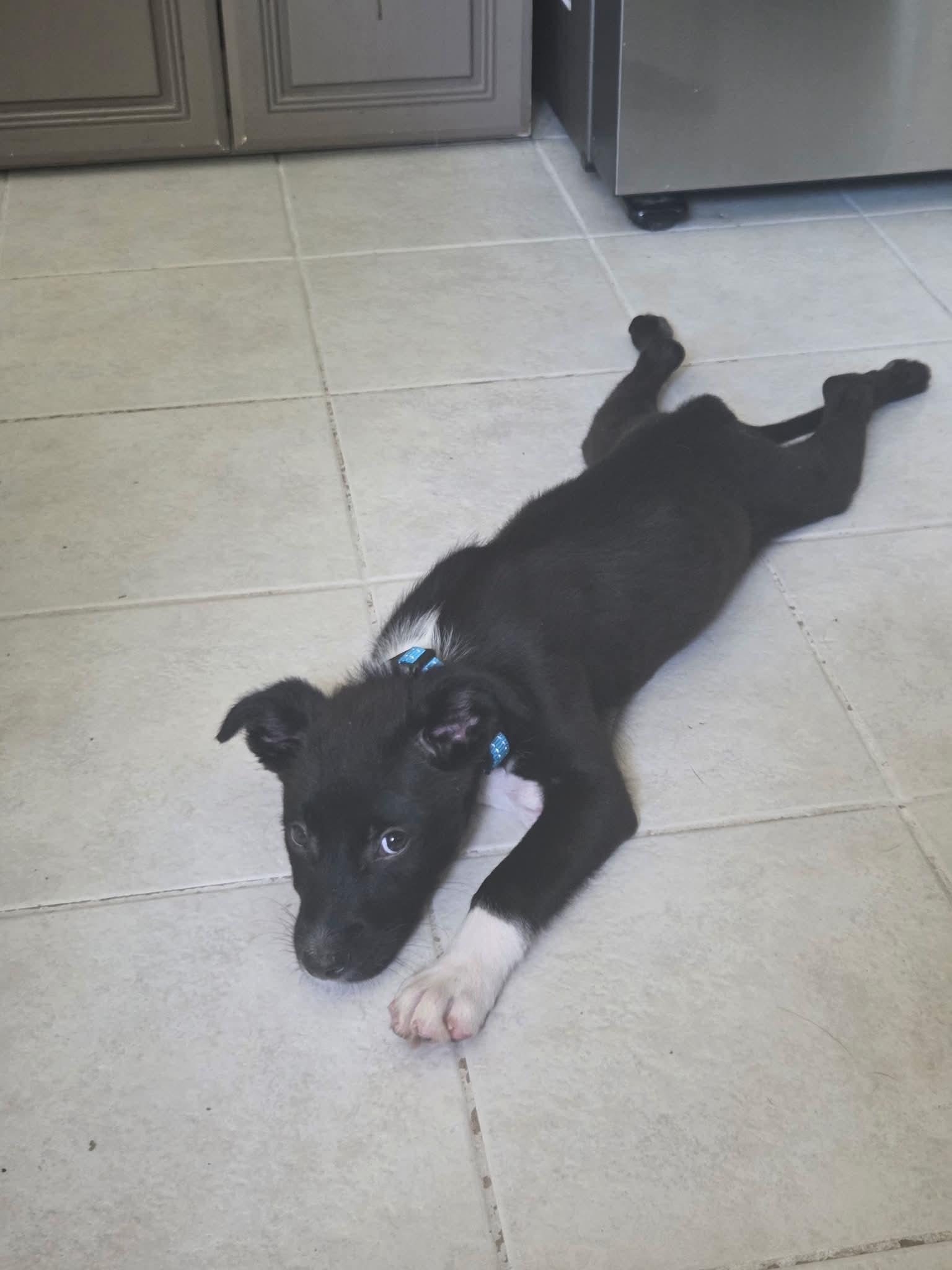 Alfie, a ADOPTABLE mixed breed in South Elgin, IL image 3/4