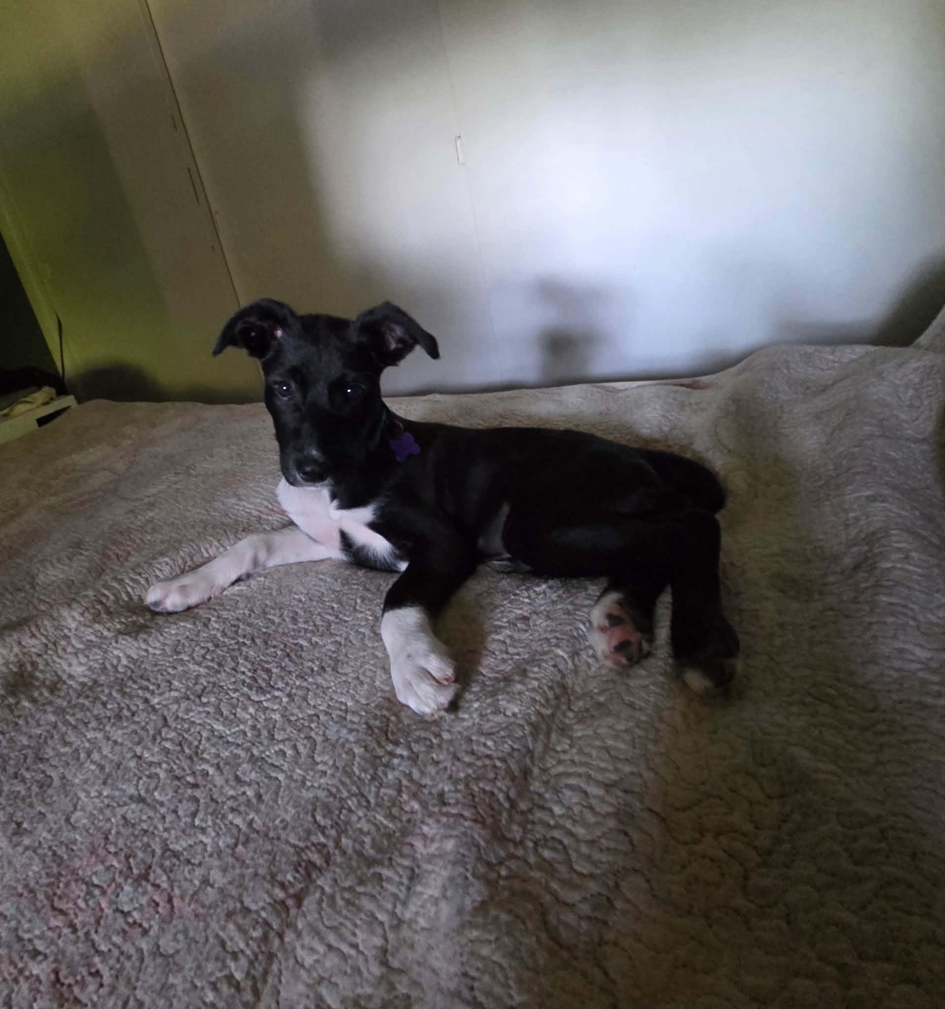 Alfie, ADOPTABLE, Puppy Male Border Collie & Mountain Cur.