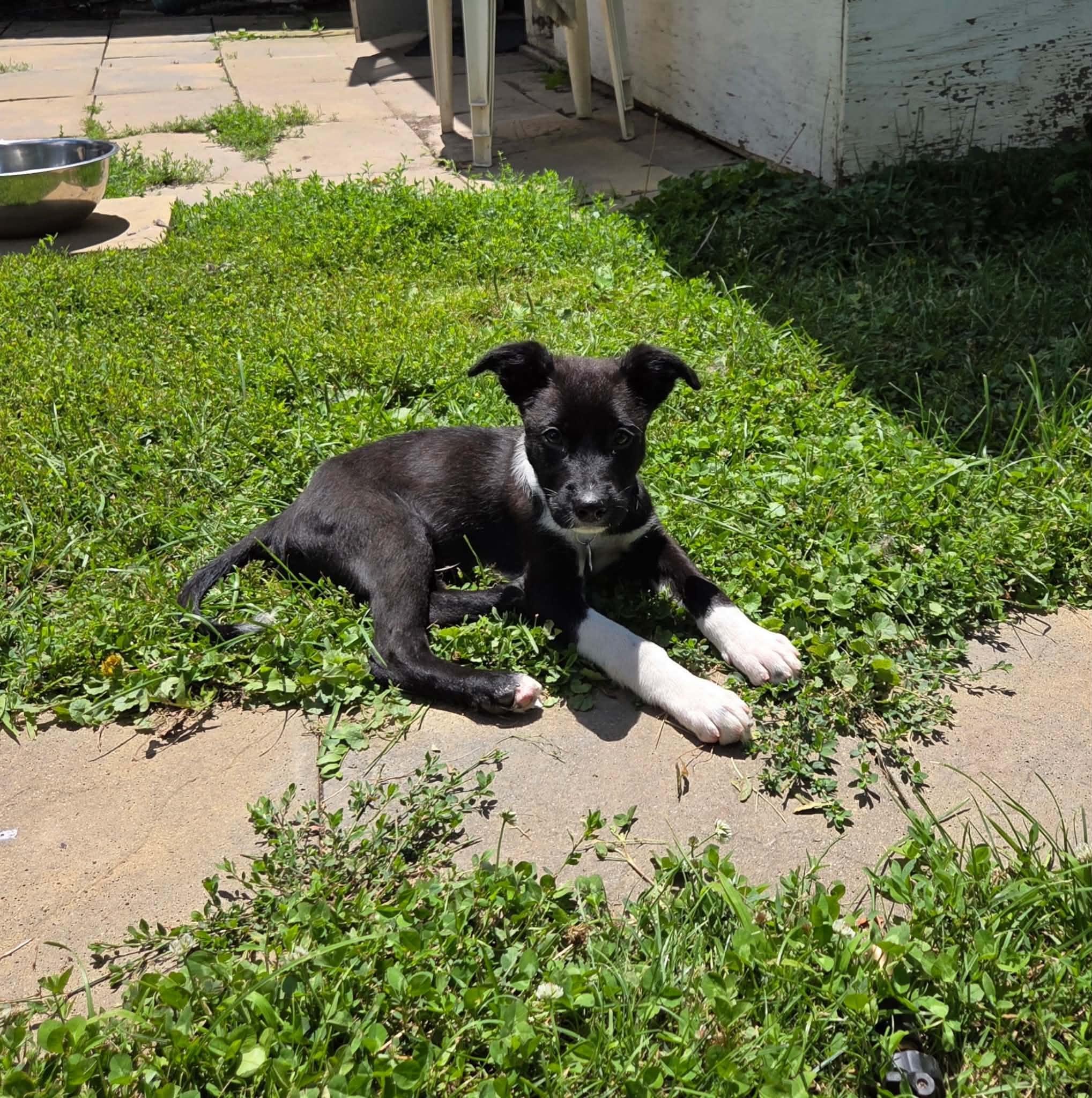 Alfie, a ADOPTABLE mixed breed in South Elgin, IL image 4/4