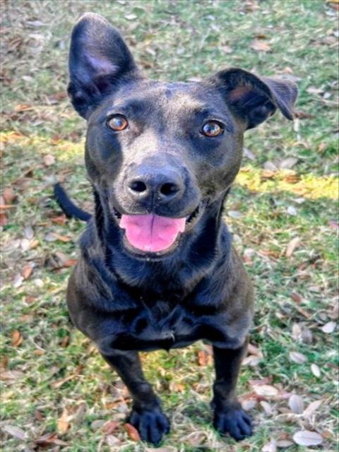 Enlarge QUEEN MARIE, a Adoptable mixed breed in Texas City, TX image 1/1