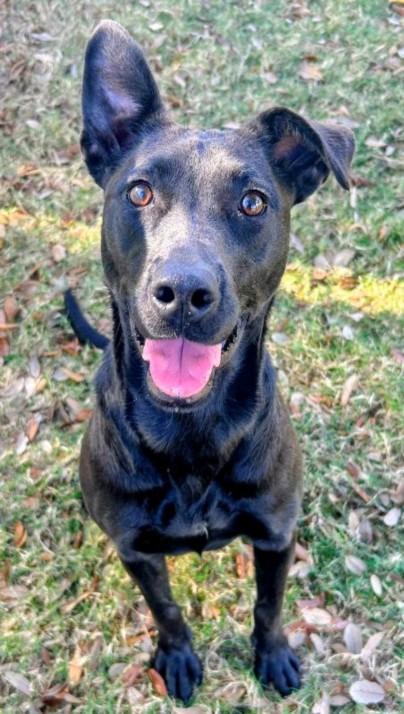 QUEEN MARIE, Adoptable, Young Female German Shepherd Dog & Mixed Breed.