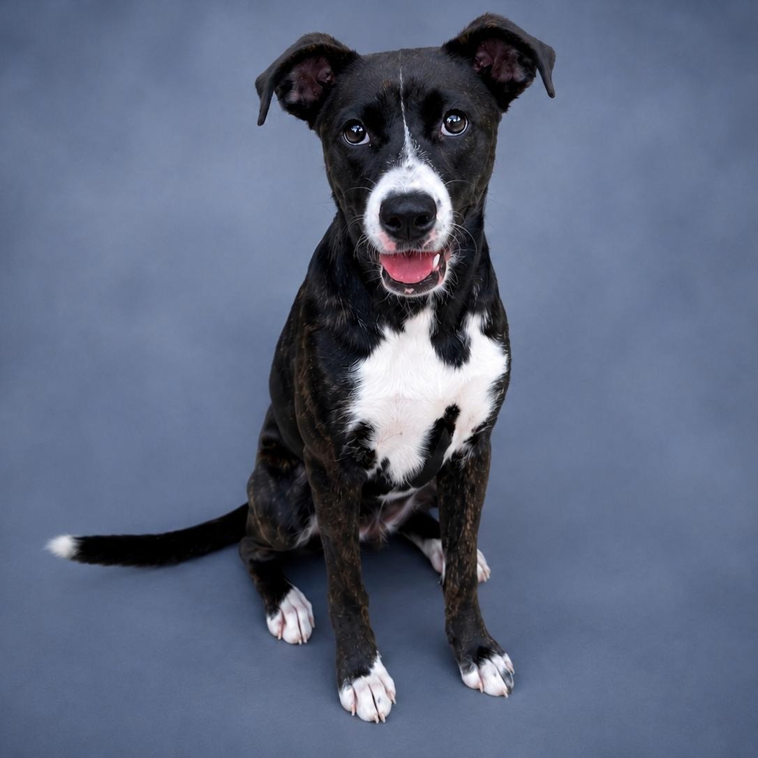 Mela, Adopted, Young Female Pit Bull Terrier.