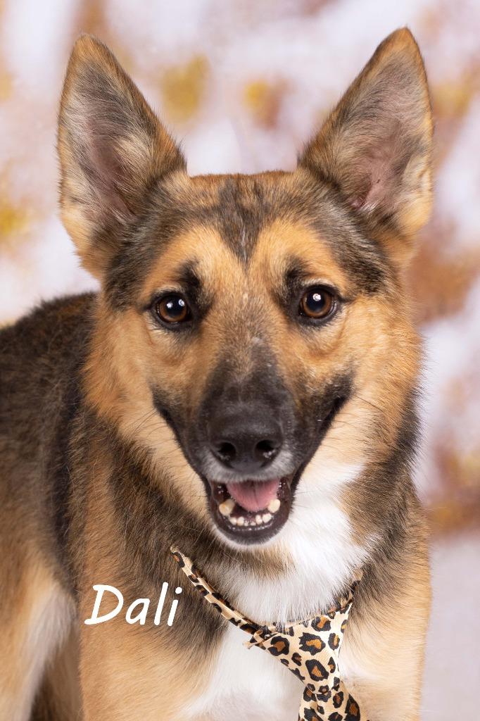 Dali (Robert), Adoptable, Adult Male Shepherd & Shepherd.