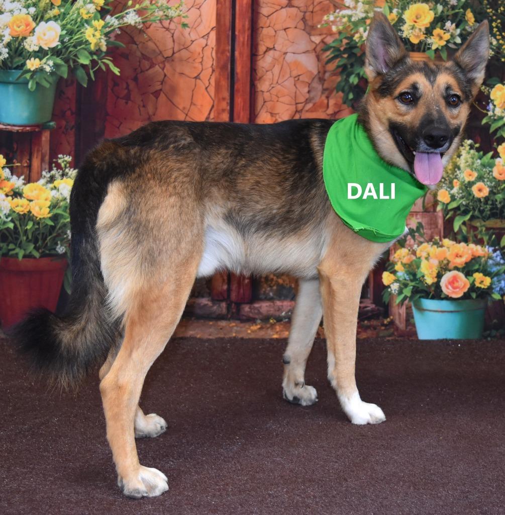 Dali (Robert), a Adoptable mixed breed in Gilbert, AZ image 2/3