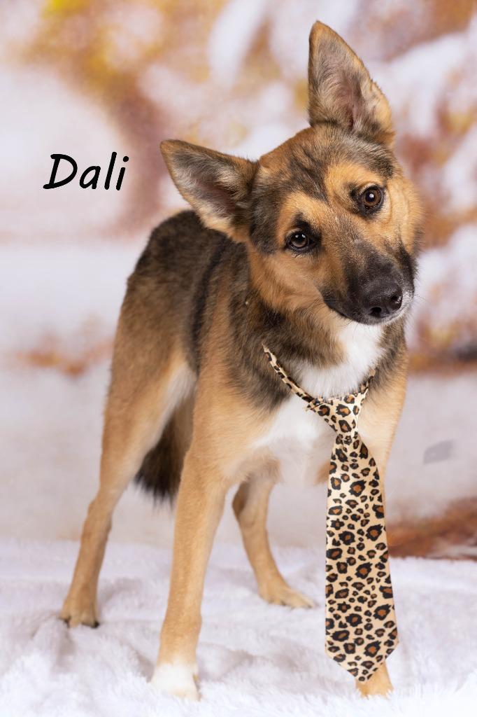 Dali (Robert), a Adoptable mixed breed in Gilbert, AZ image 3/3