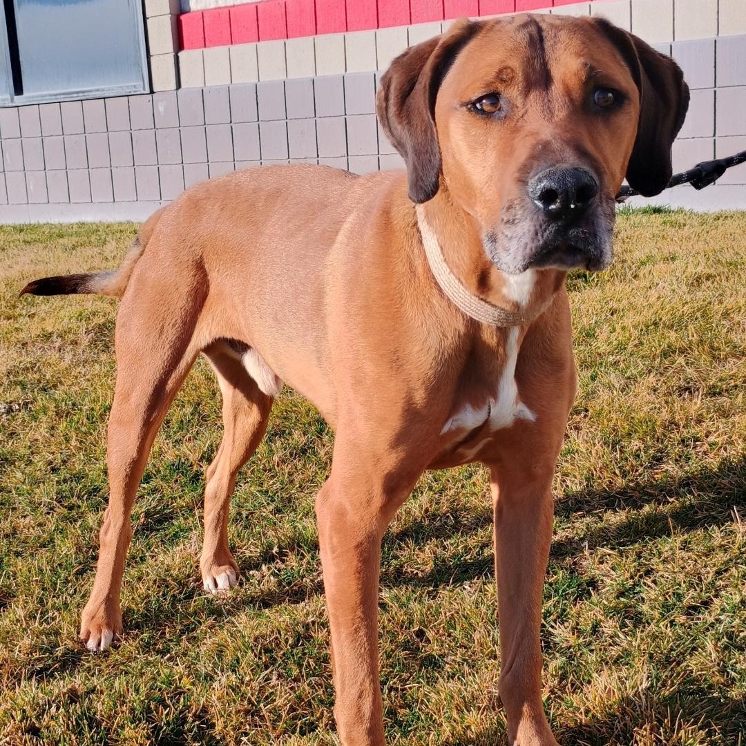 Enlarge Copper, a Adoptable mixed breed in Millville, UT image 1/4