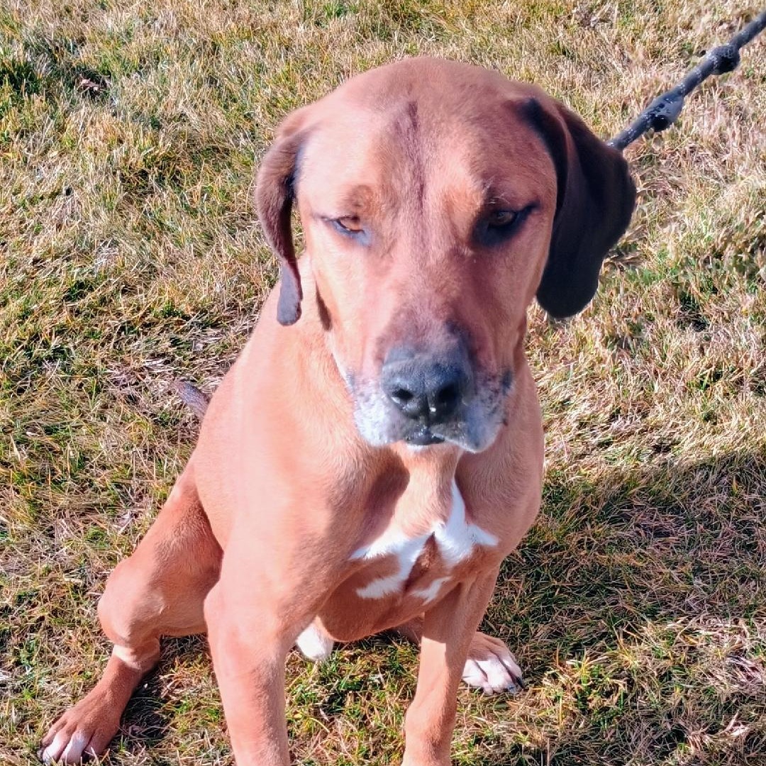 Enlarge Copper, a Adoptable mixed breed in Millville, UT image 2/4