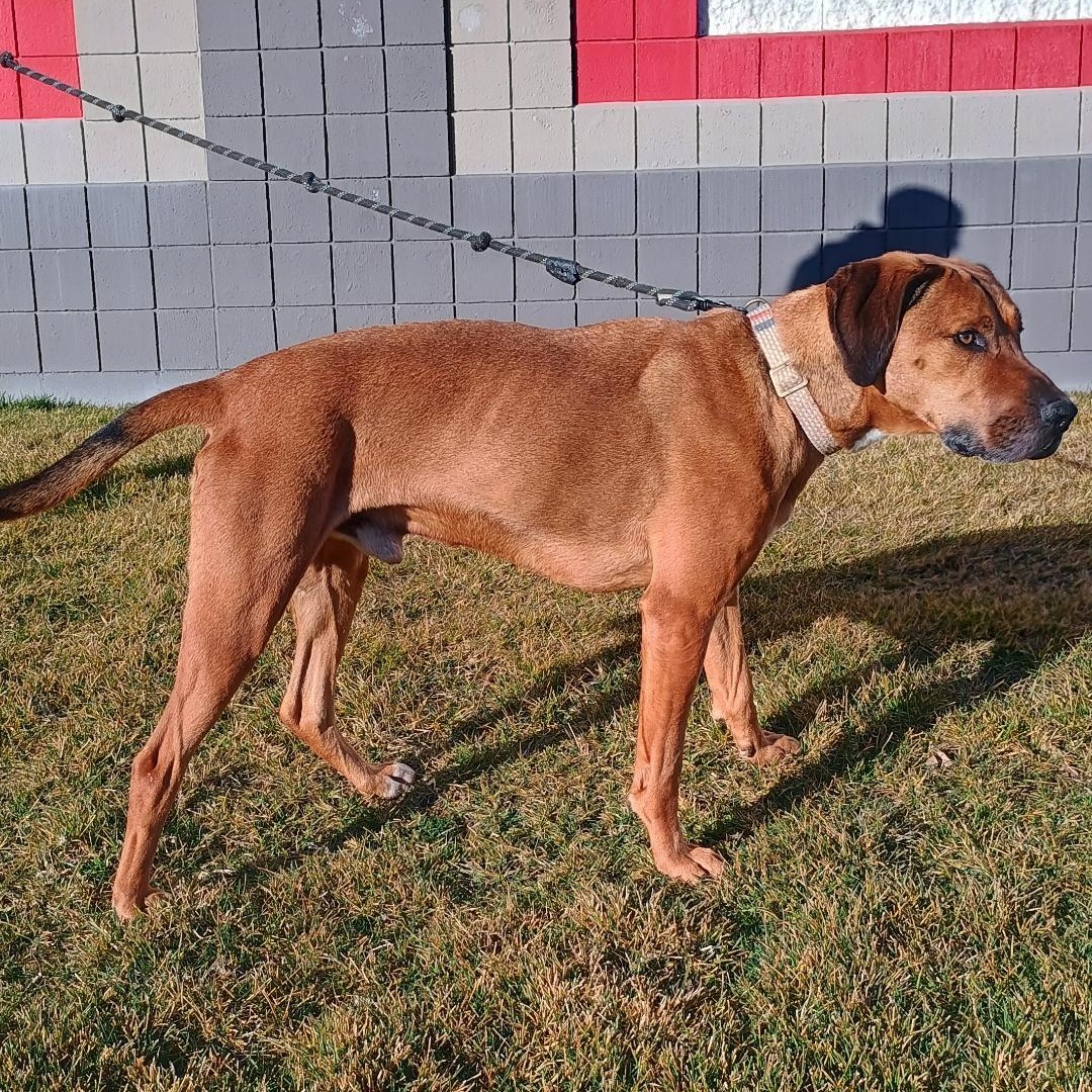 Enlarge Copper, a Adoptable mixed breed in Millville, UT image 3/4