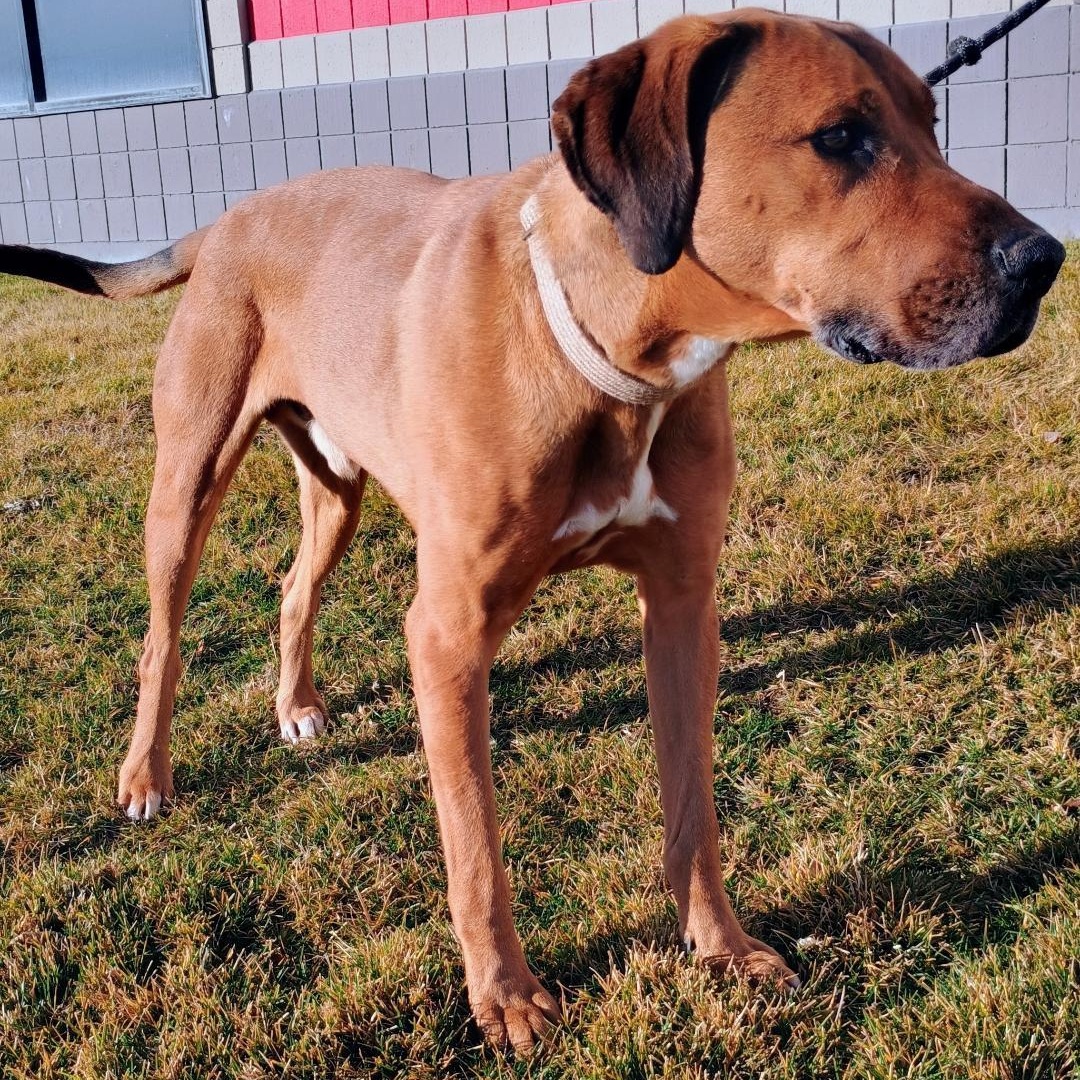 Enlarge Copper, a Adoptable mixed breed in Millville, UT image 4/4