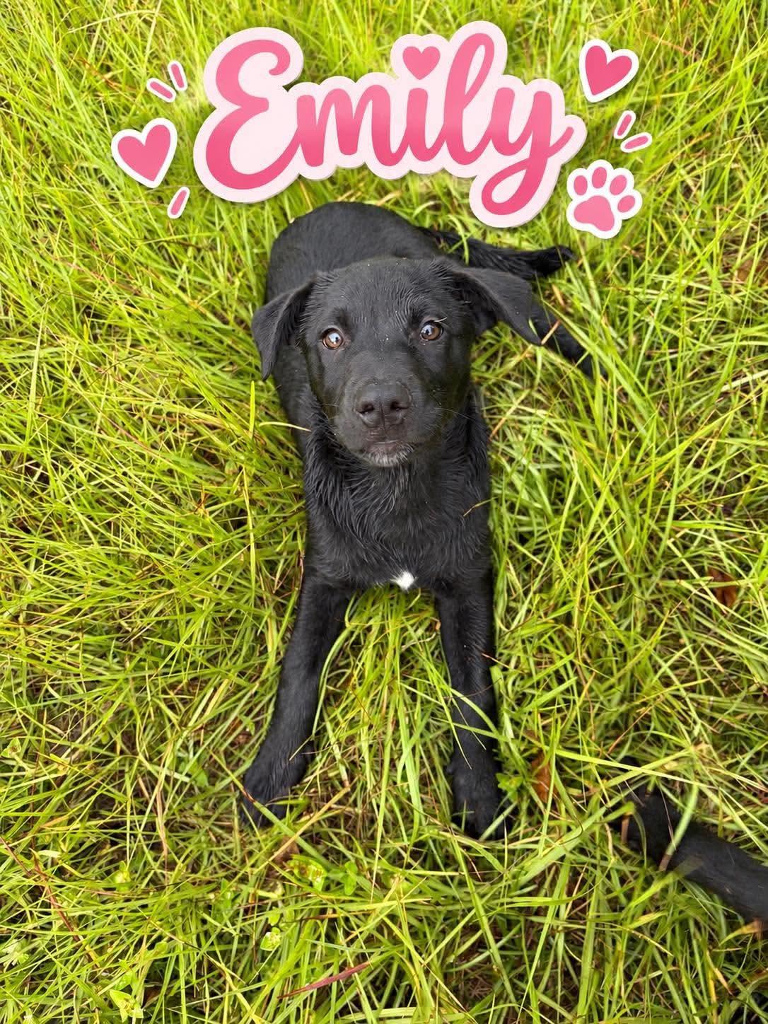 Enlarge Emily, a Adoptable Labrador Retriever in Panama City, FL image 1/1