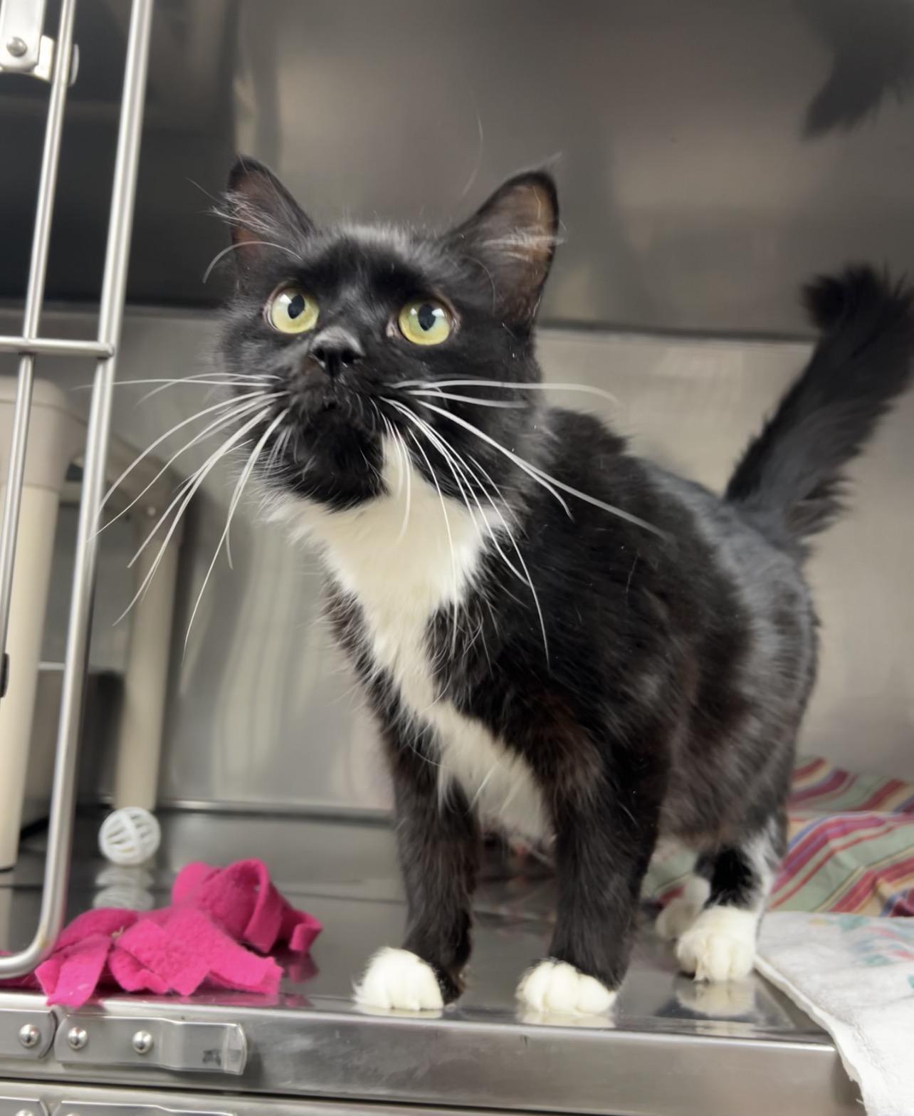 Girl Scout , adopted, Young Female Domestic Long Hair.