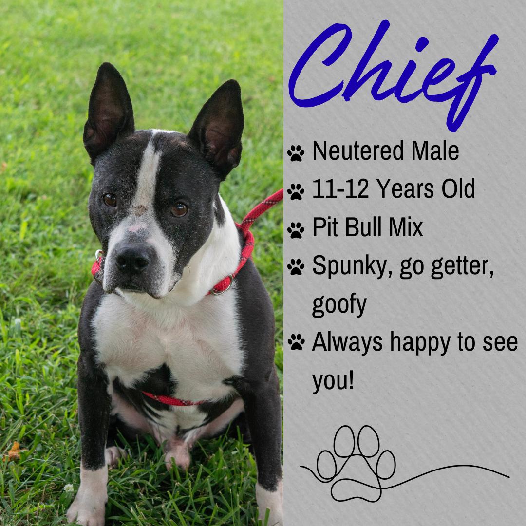 Chief, ADOPTABLE, Senior Male Staffordshire Bull Terrier.