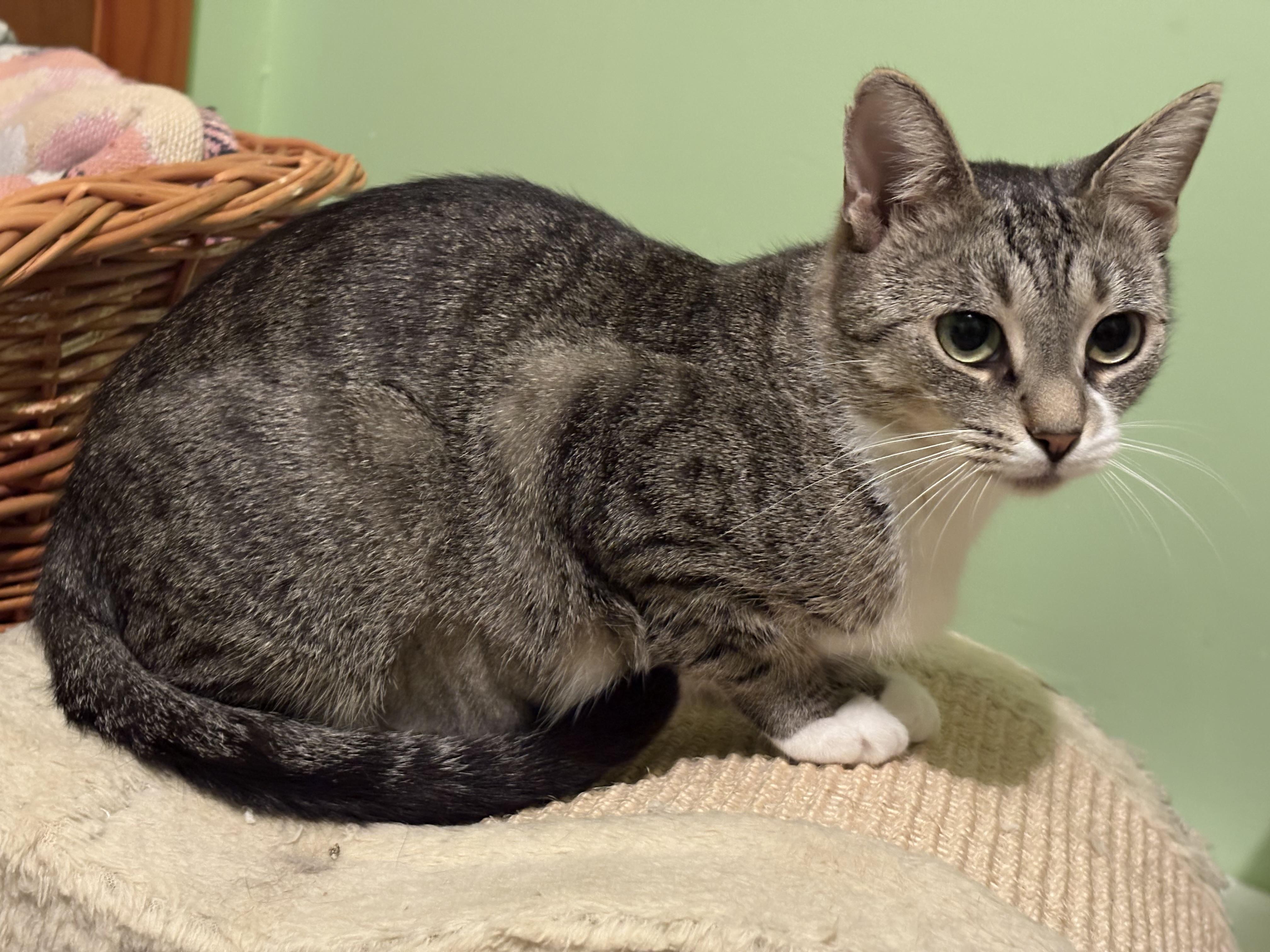 Chili, Adoptable, Adult Female Domestic Short Hair.