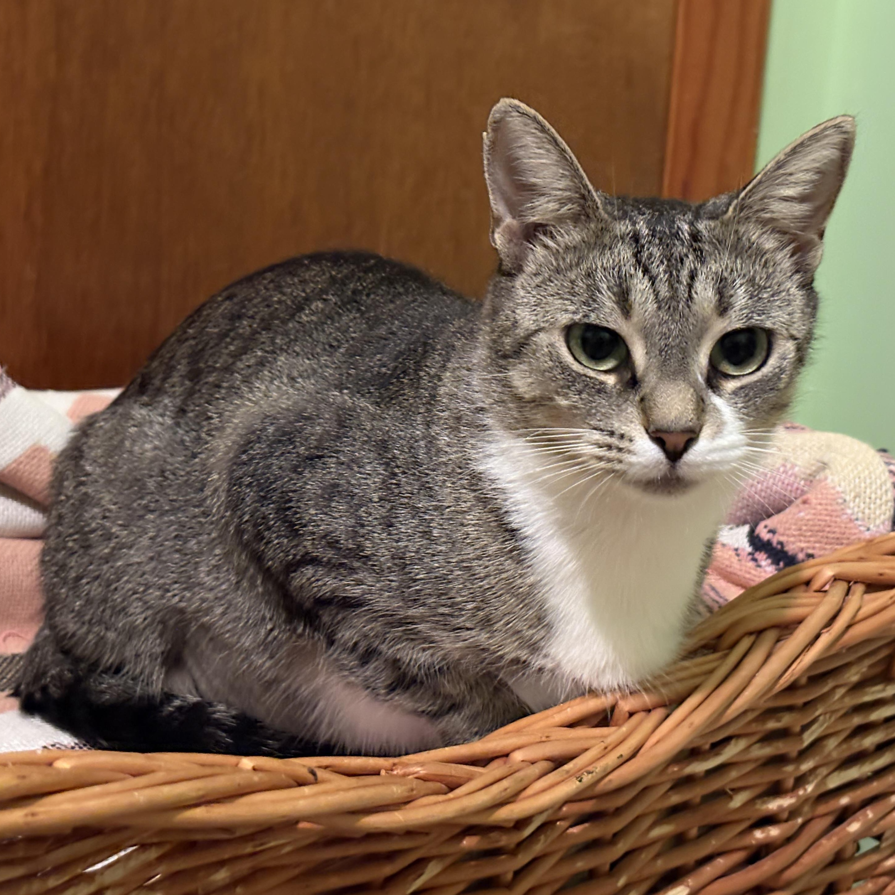 Enlarge Chili, a Adoptable Domestic Short Hair in Albany, NY image 2/3