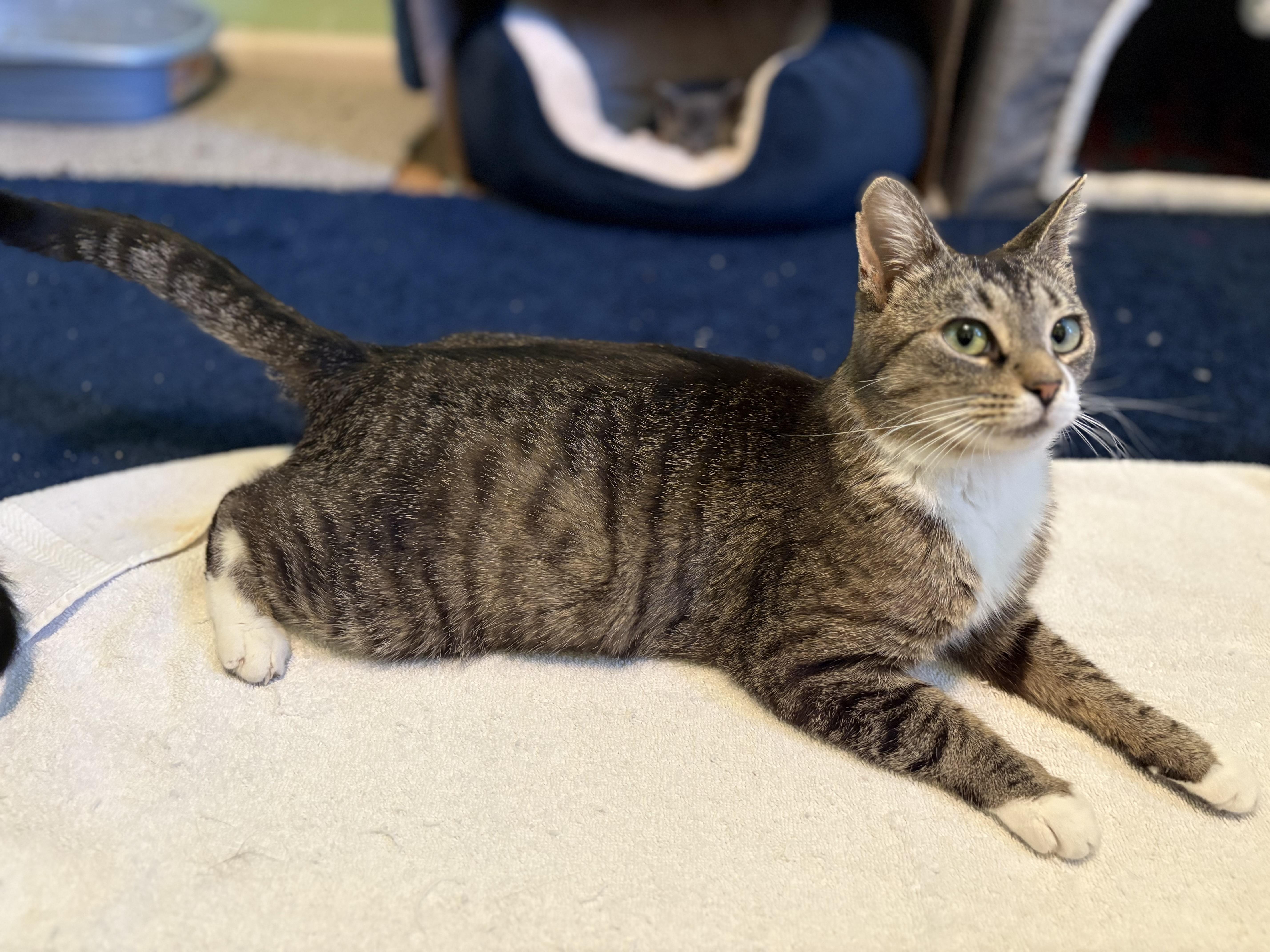 Enlarge Chili, a Adoptable Domestic Short Hair in Albany, NY image 3/3