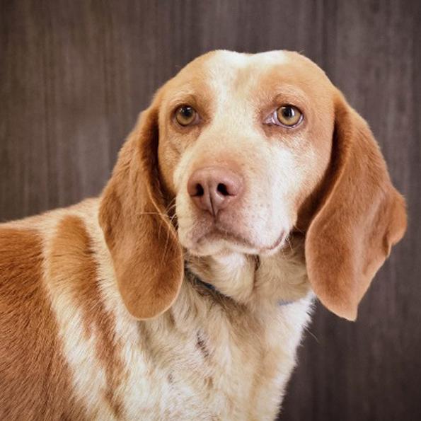 Enlarge Rusty, a Adoptable Beagle in London, OH image 1/3