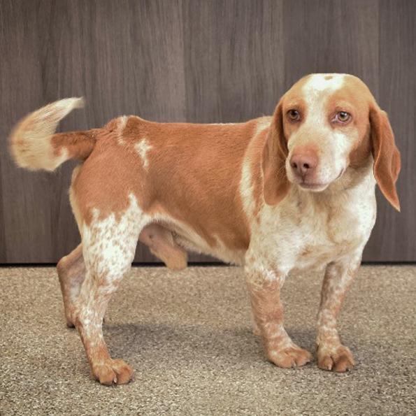 Enlarge Rusty, a Adoptable Beagle in London, OH image 2/3