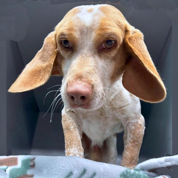 Enlarge Rusty, a Adoptable Beagle in London, OH image 3/3