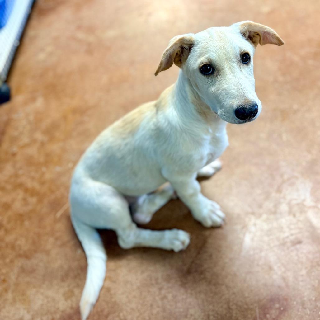 Enlarge Fae, a Adoptable mixed breed in Clarksville, AR image 1/6