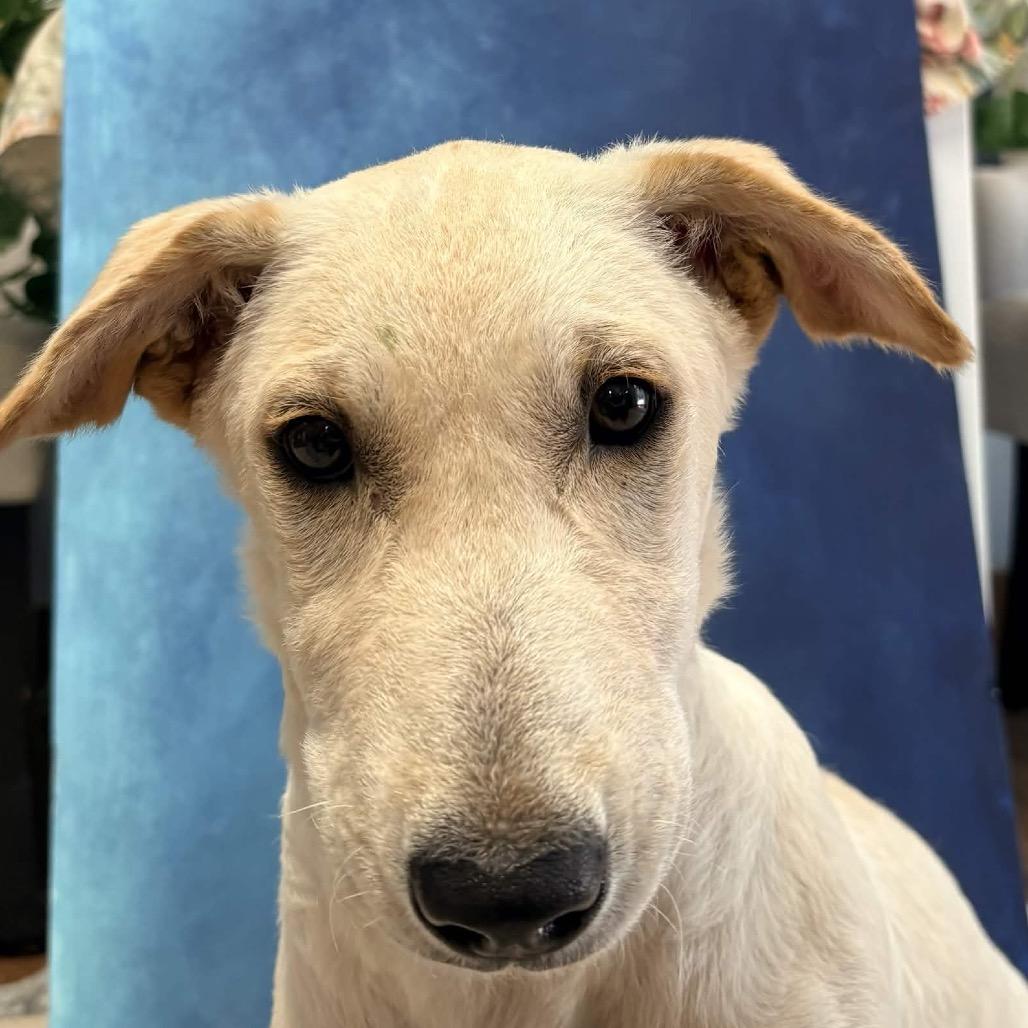Enlarge Fae, a Adoptable mixed breed in Clarksville, AR image 2/6