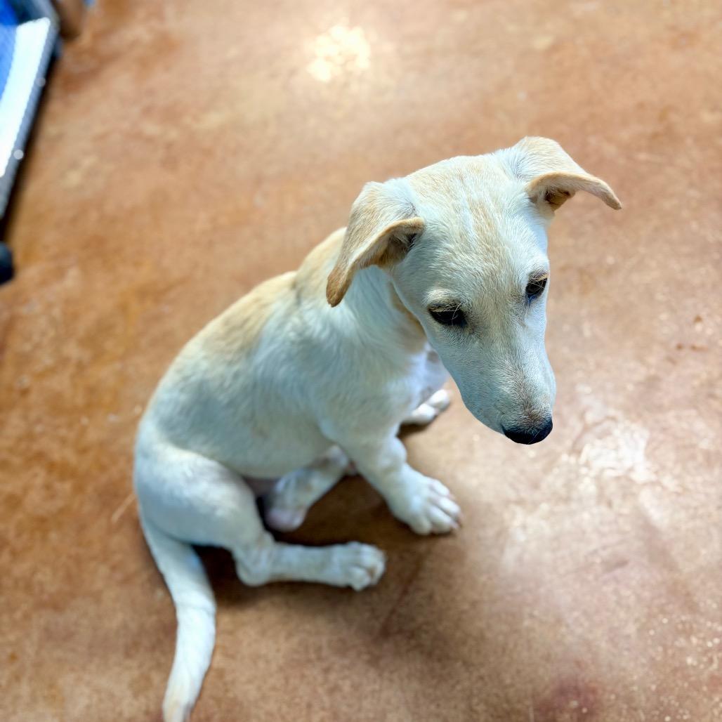 Fae, Adoptable, Puppy Female Corgi & Mixed Breed.
