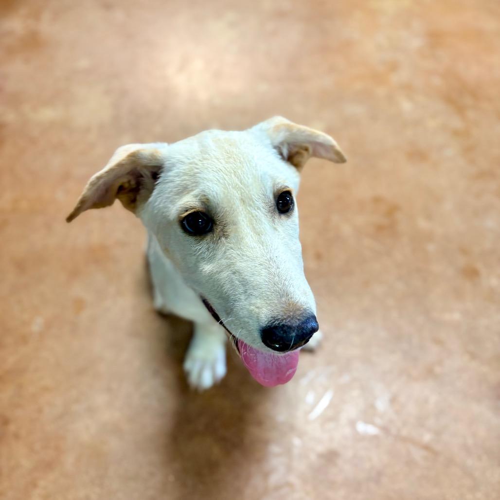 Enlarge Fae, a Adoptable mixed breed in Clarksville, AR image 6/6