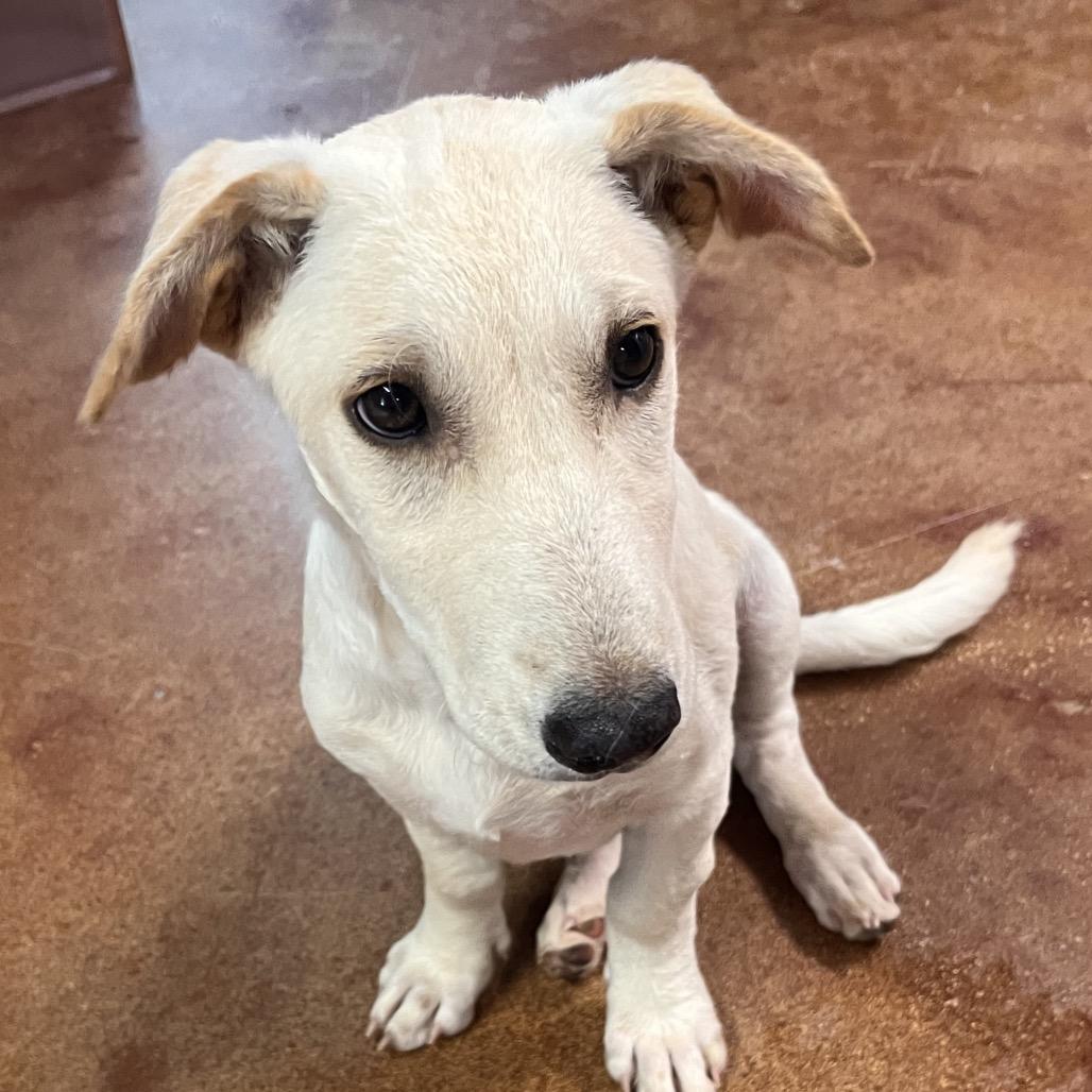 Enlarge Fae, a Adoptable mixed breed in Clarksville, AR image 3/6