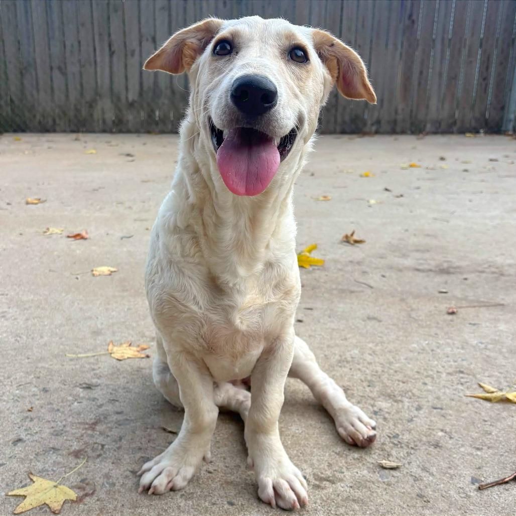 Enlarge Fae, a Adoptable mixed breed in Clarksville, AR image 4/6