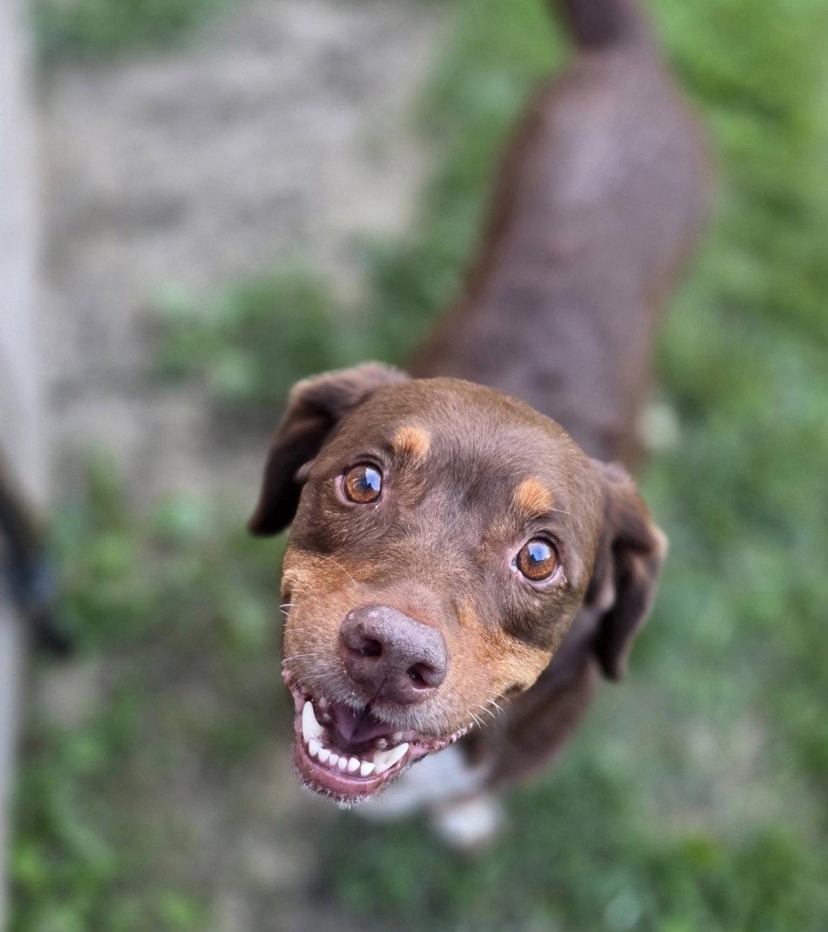 Willy, a Adopted mixed breed in Brookville, OH image 1/3