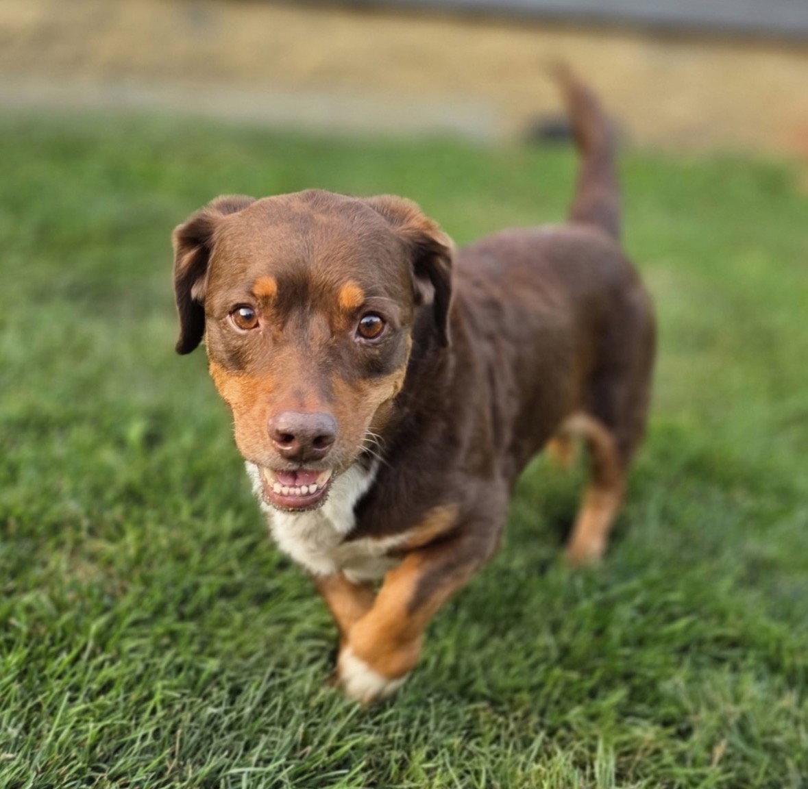 Willy, a Adopted mixed breed in Brookville, OH image 2/3