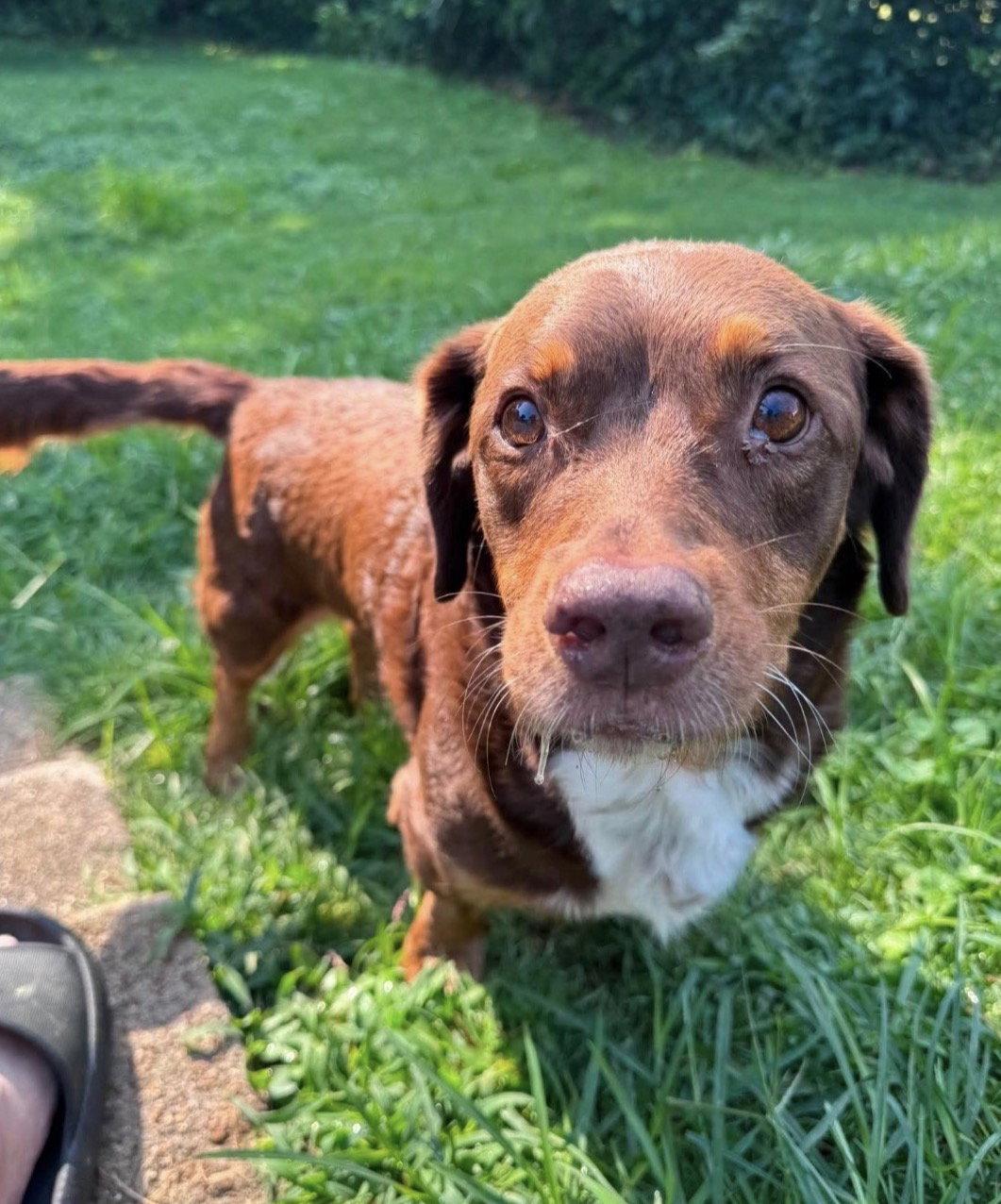 Willy, a Adopted mixed breed in Brookville, OH image 3/3