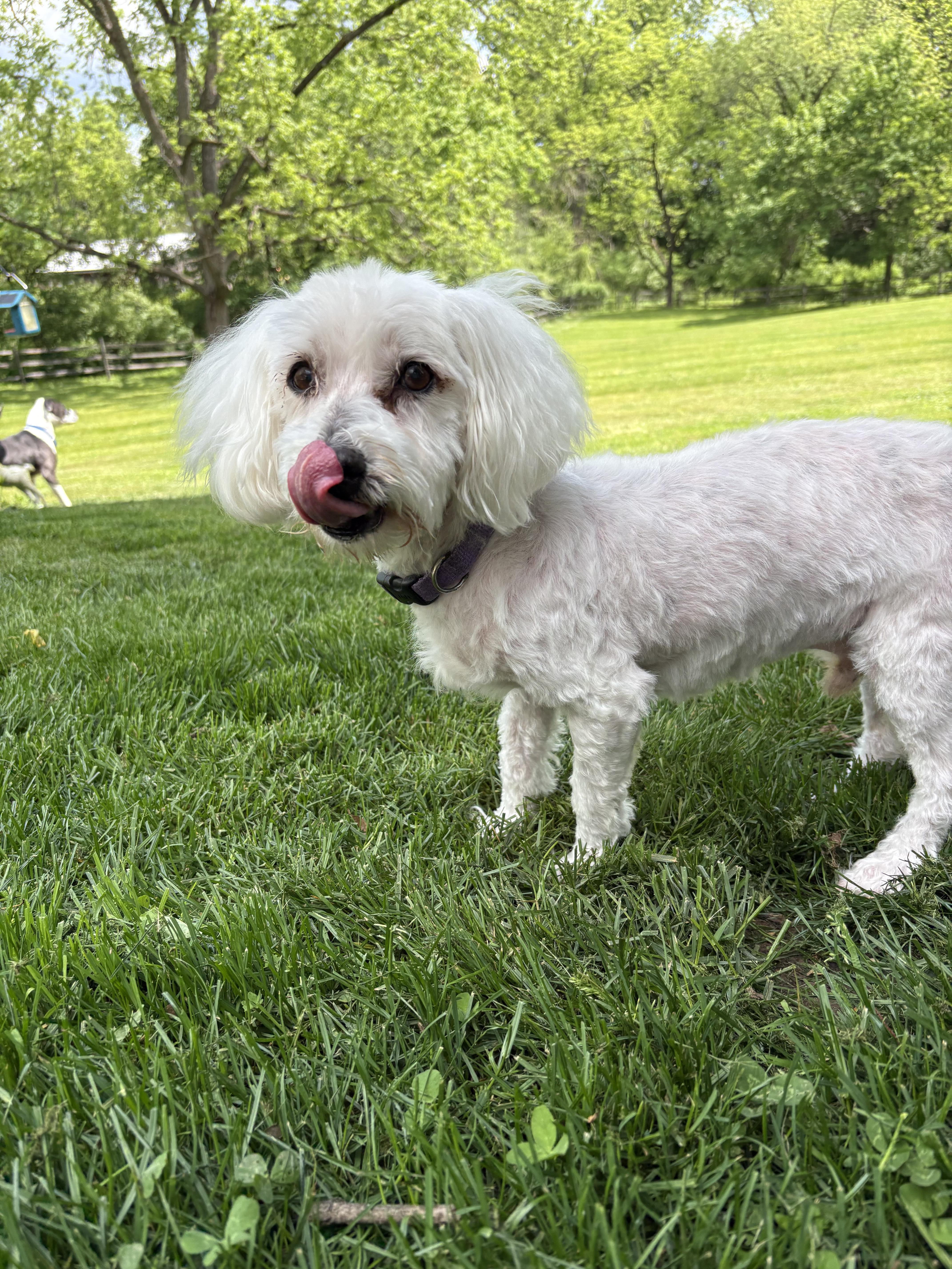 Enlarge Henry, a ADOPTABLE mixed breed in Pottstown, PA image 3/4