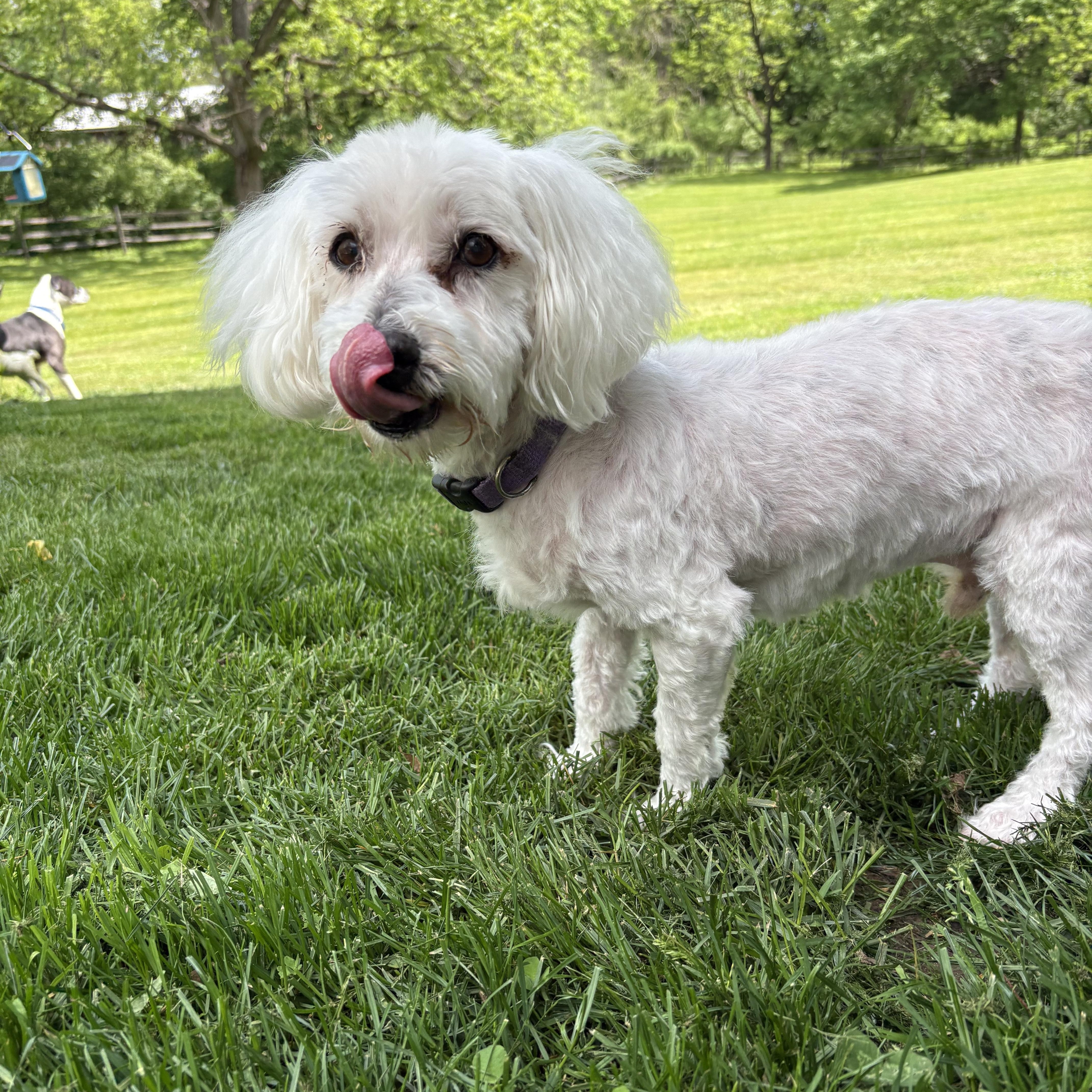 Henry, a ADOPTABLE mixed breed in Pottstown, PA image 3/4