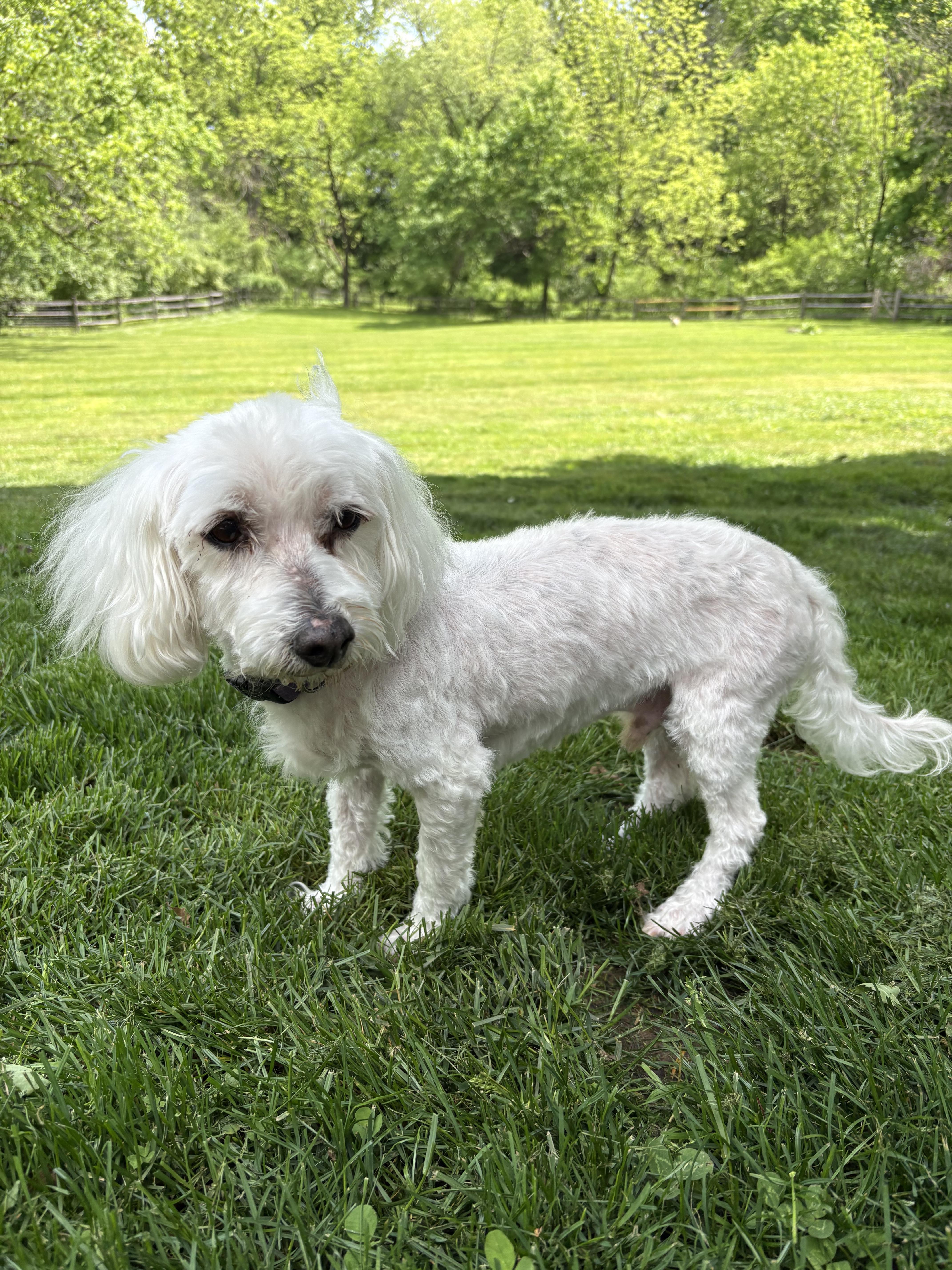Henry, ADOPTABLE, Senior Male Maltipoo.
