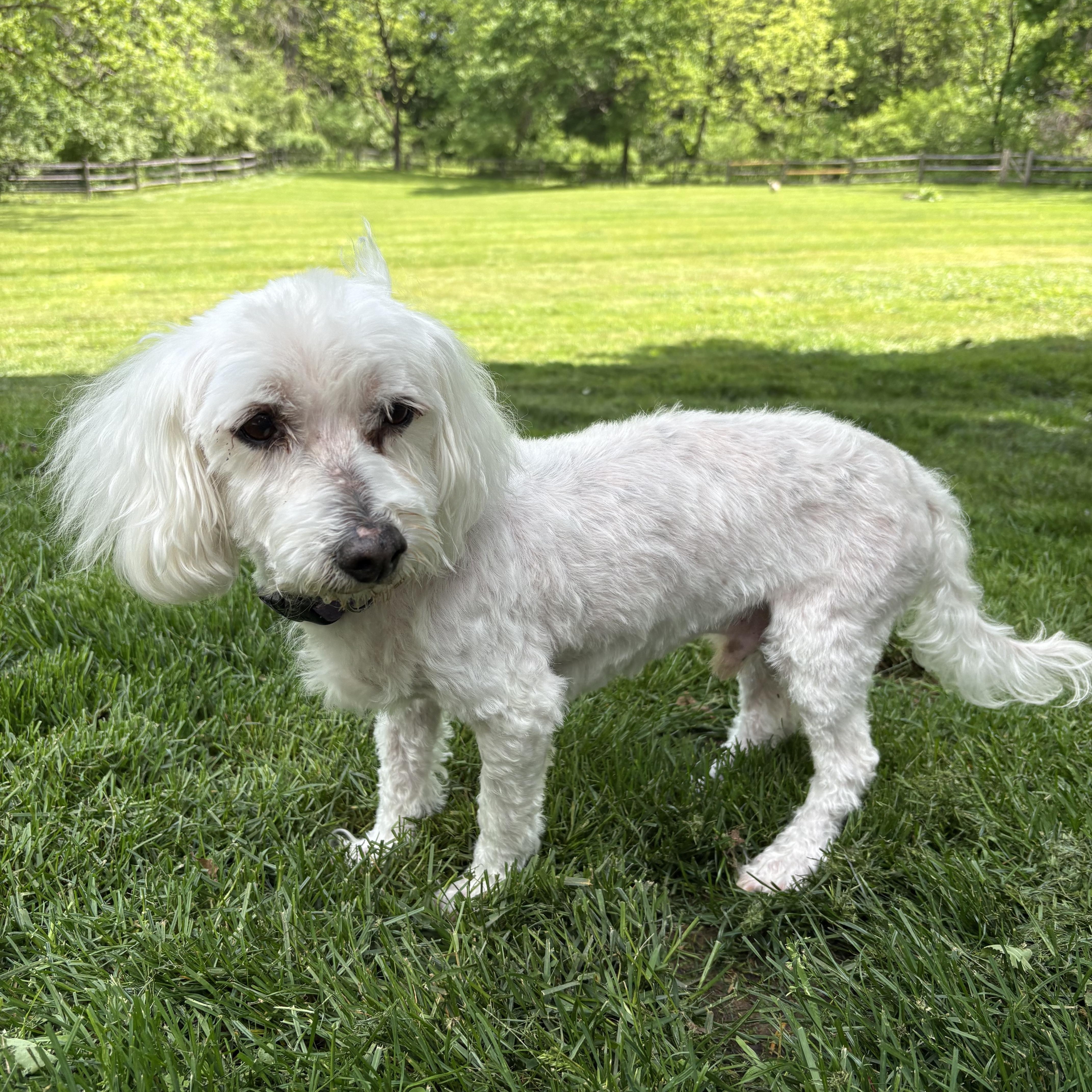 Henry, a ADOPTABLE mixed breed in Pottstown, PA image 1/4