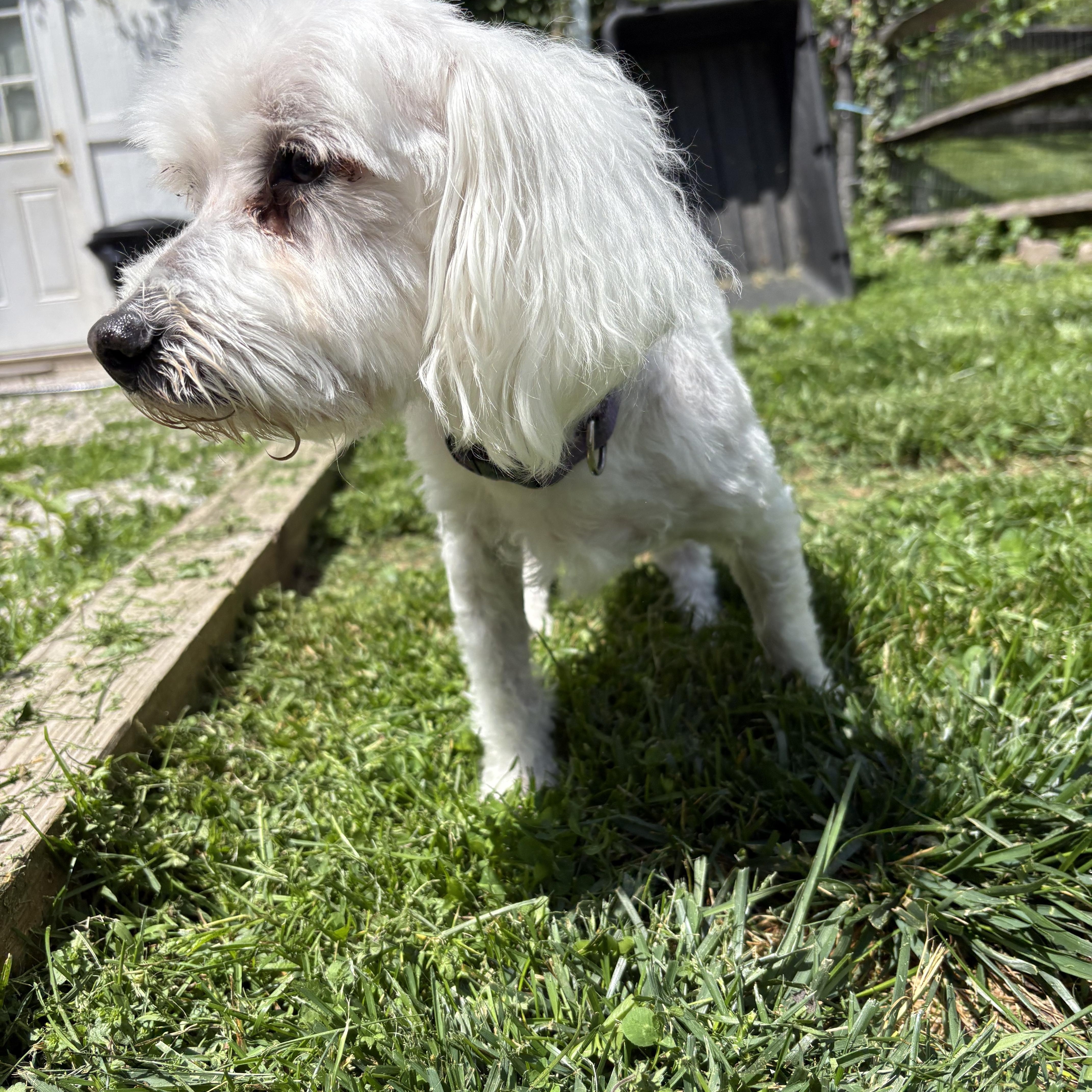 Henry, a ADOPTABLE mixed breed in Pottstown, PA image 2/4