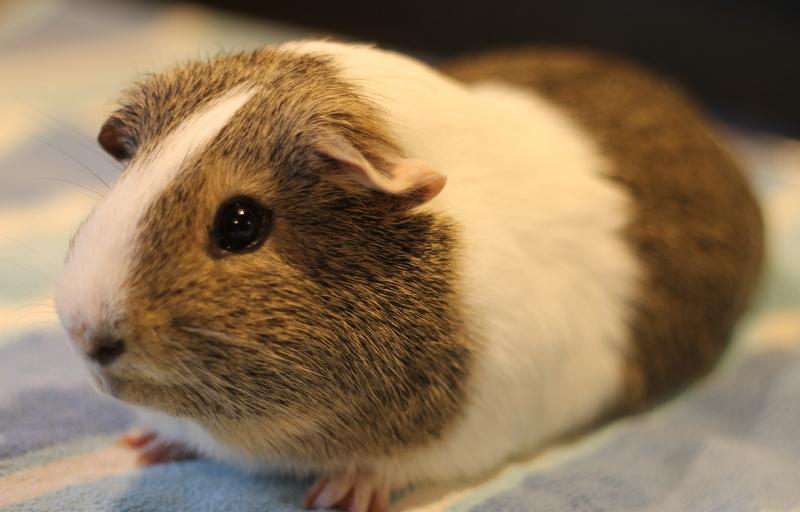 Chocolate, Adoptable, Young Male Guinea Pig.