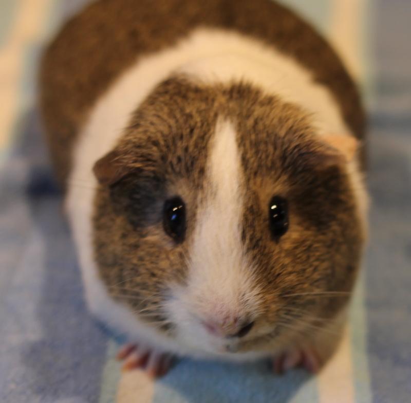Enlarge Chocolate, a Adoptable Guinea Pig in Budd Lake, NJ image 2/6